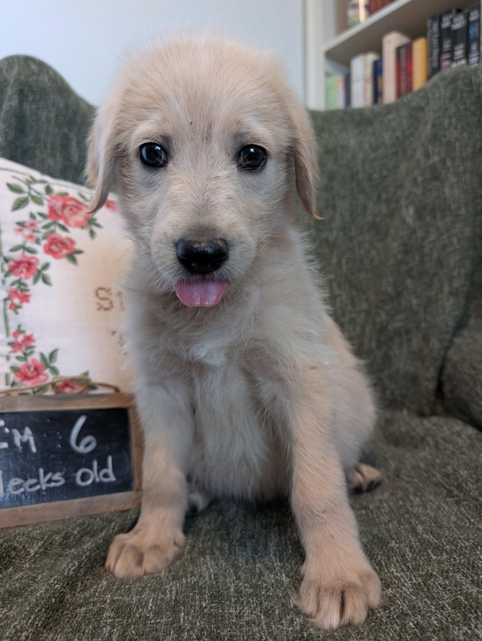 Enlarge Coast, a Adopted mixed breed in Tulsa, OK image 2/6