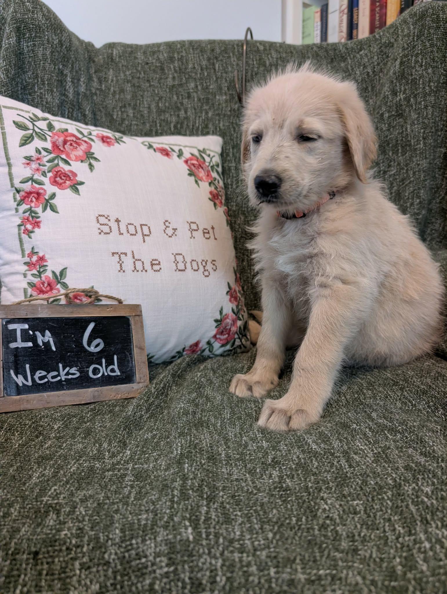 Enlarge Coast, a Adopted mixed breed in Tulsa, OK image 3/6