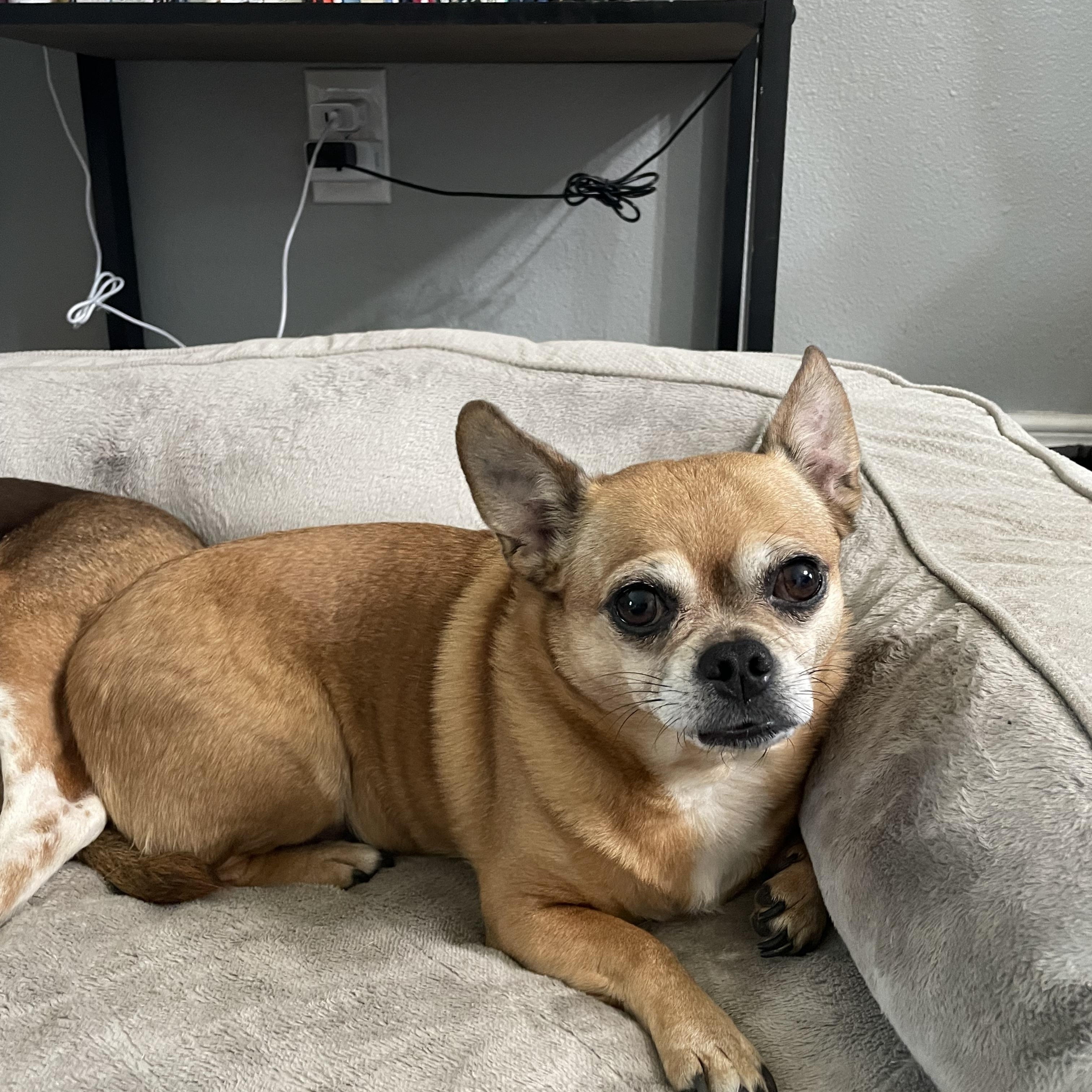 Enlarge ***COURTESTY LISTING*** Booty and Bean, a Adoptable mixed breed in Moscow, ID image 2/5