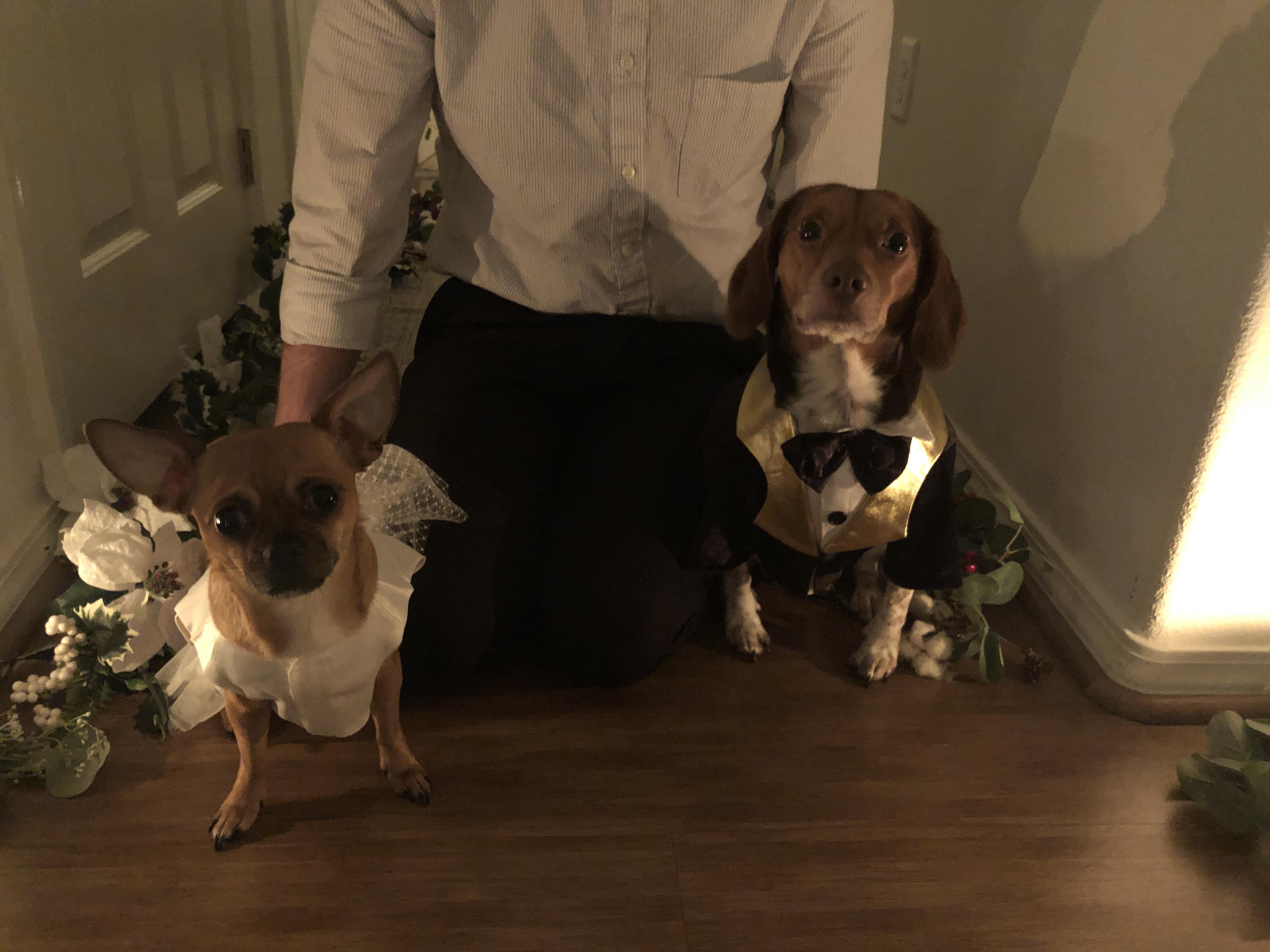 Enlarge ***COURTESTY LISTING*** Booty and Bean, a Adoptable mixed breed in Moscow, ID image 5/5