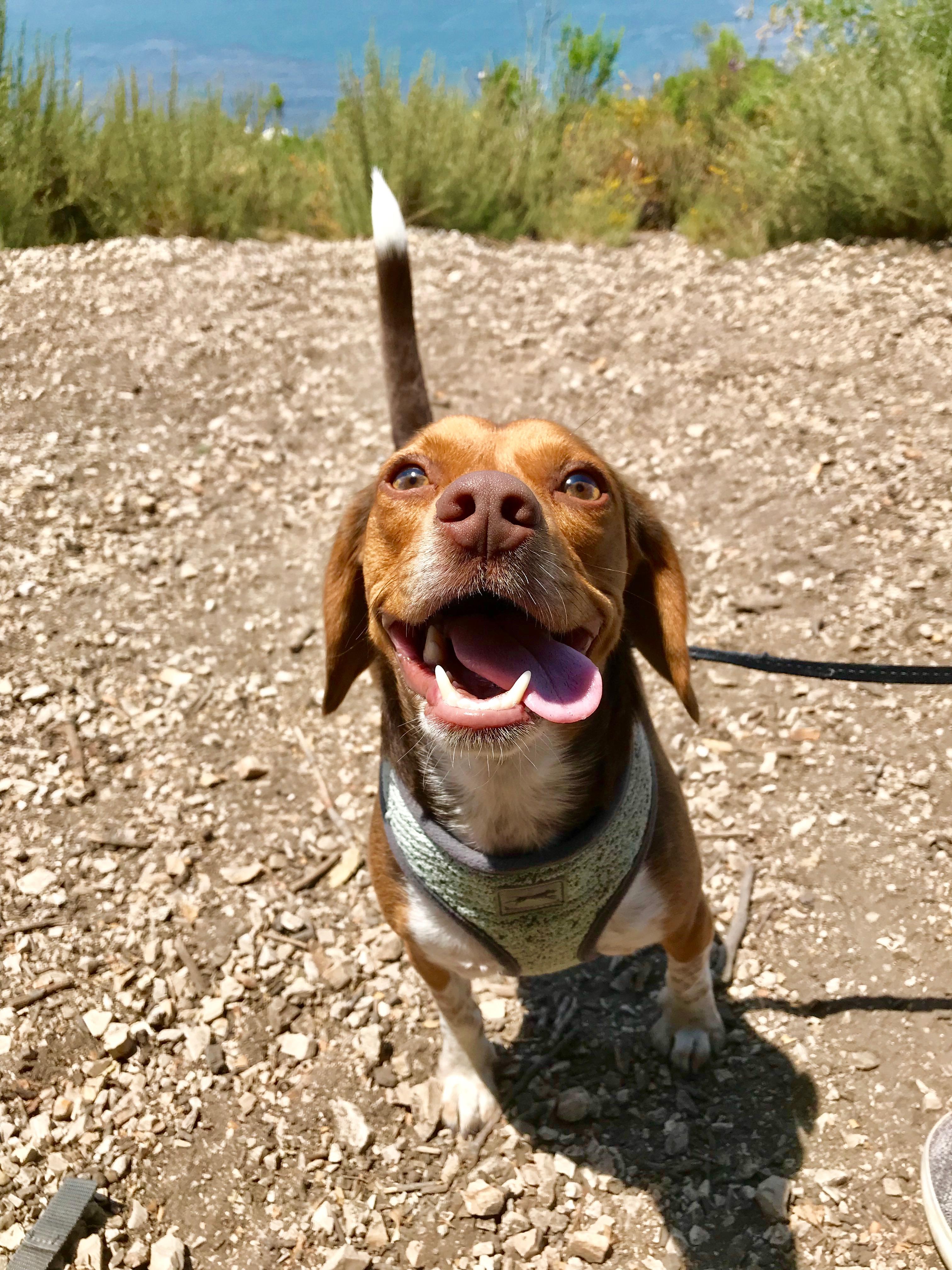 Enlarge ***COURTESTY LISTING*** Booty and Bean, a Adoptable mixed breed in Moscow, ID image 4/5