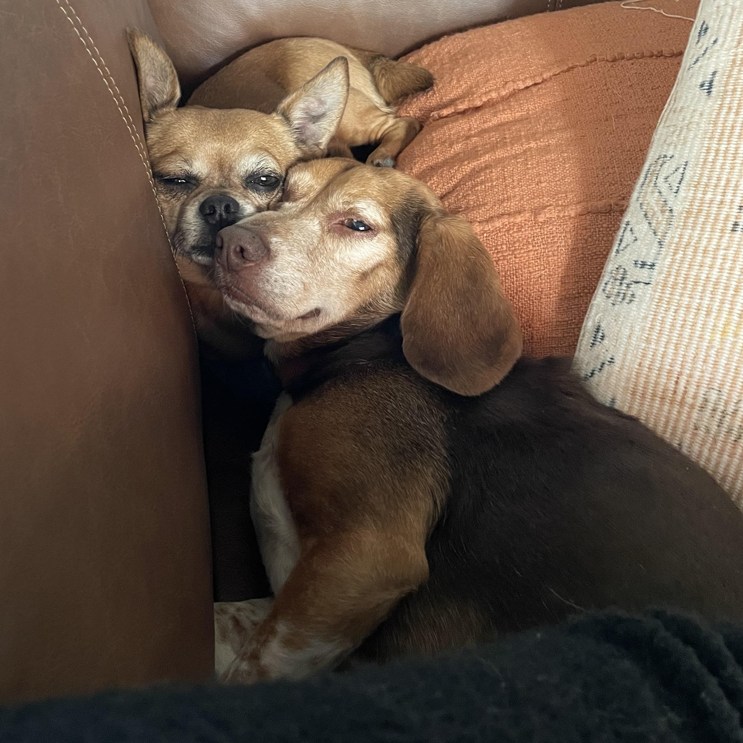 ***COURTESTY LISTING*** Booty and Bean, Adoptable, Senior Male Beagle & Chihuahua.