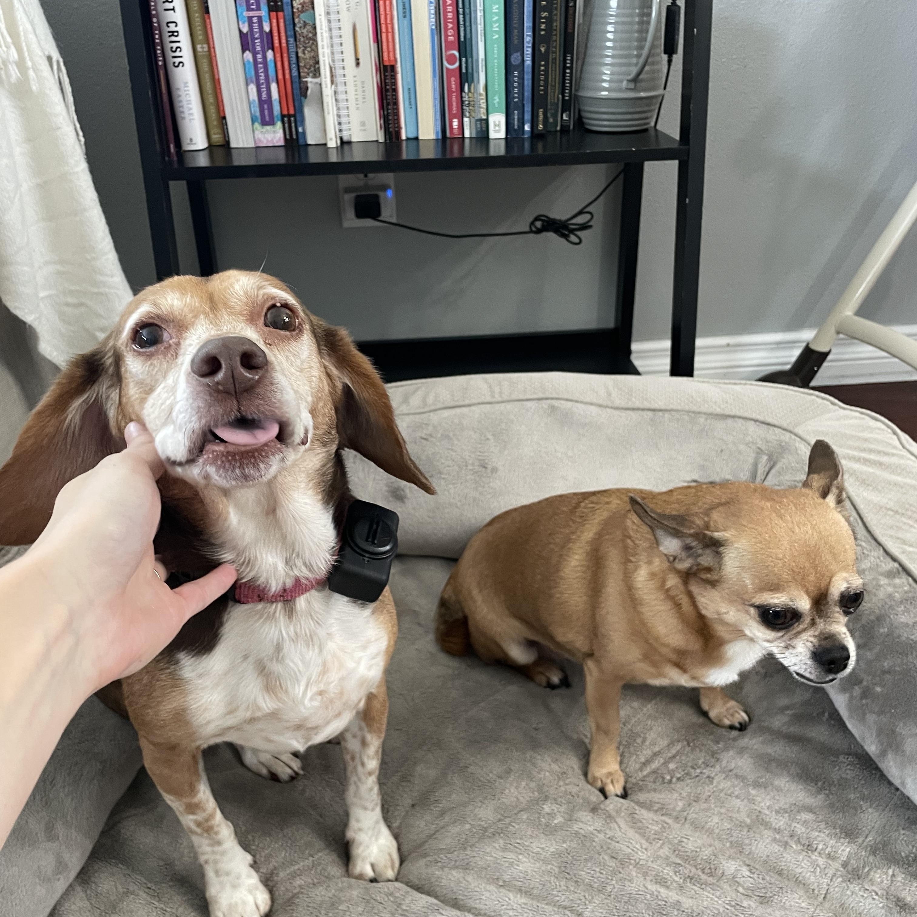 Enlarge ***COURTESTY LISTING*** Booty and Bean, a Adoptable mixed breed in Moscow, ID image 3/5