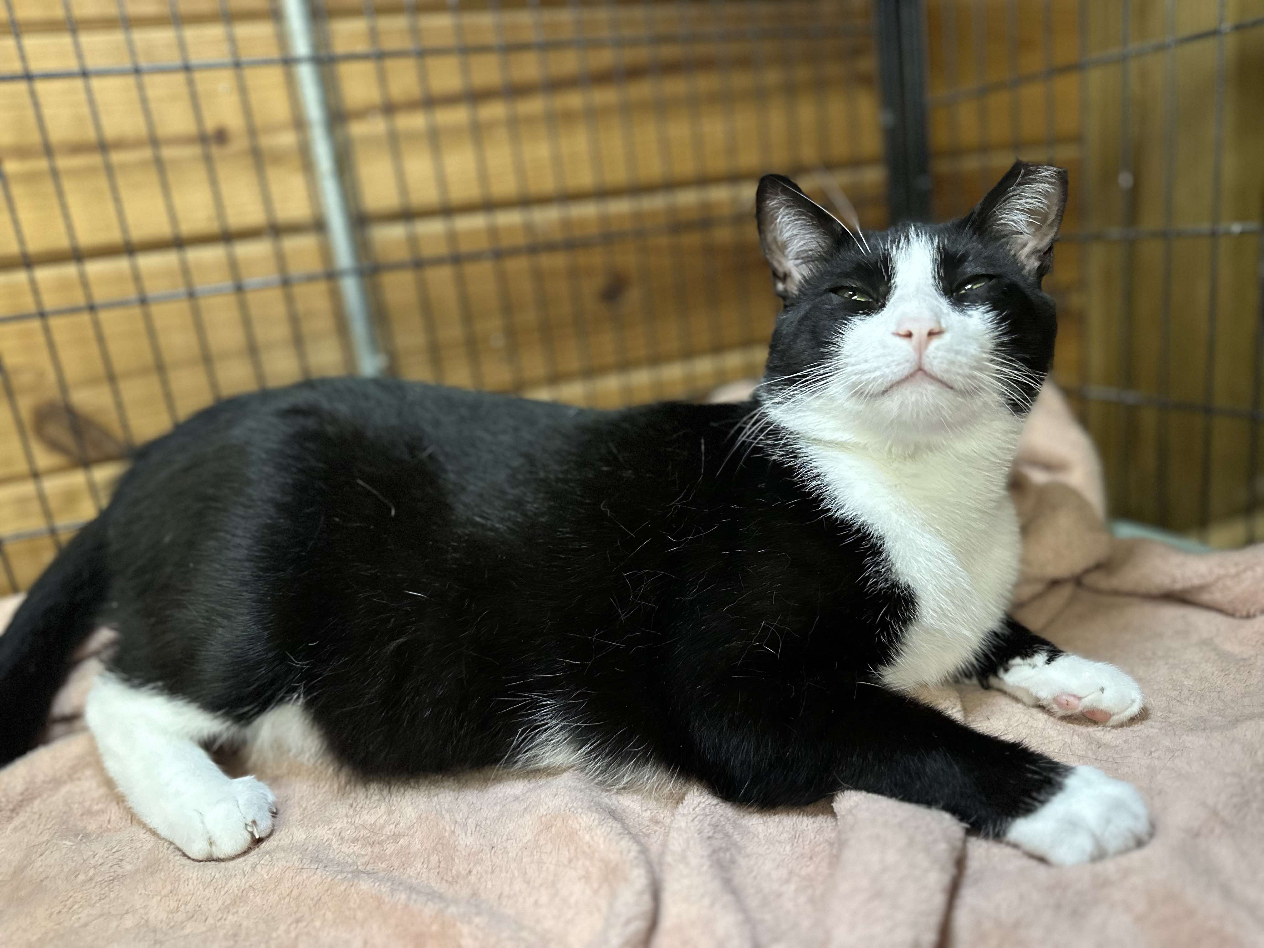 Enlarge Beau, a Adopted Domestic Short Hair in Lincoln University, PA image 2/6