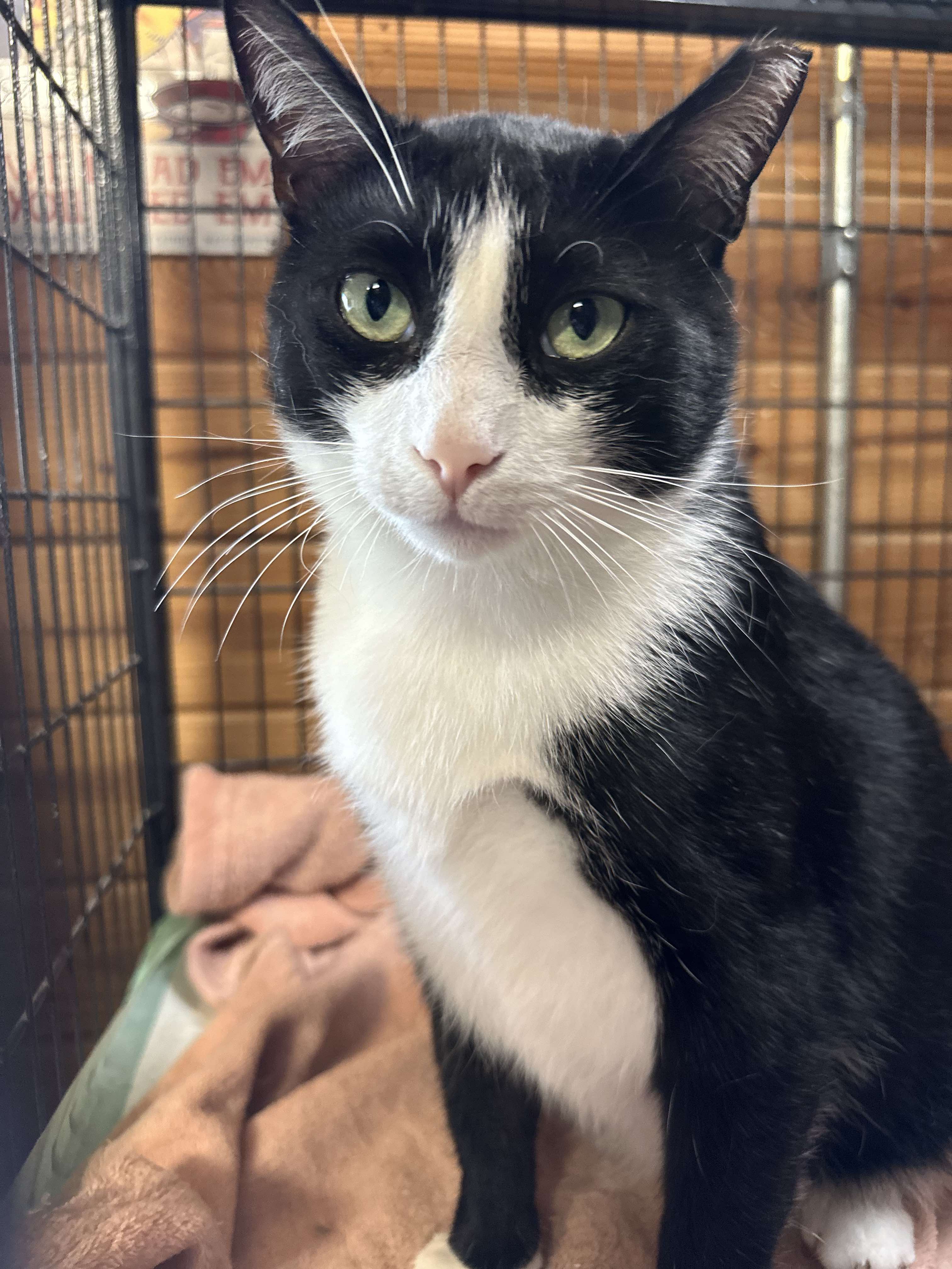 Enlarge Beau, a Adopted Domestic Short Hair in Lincoln University, PA image 4/6