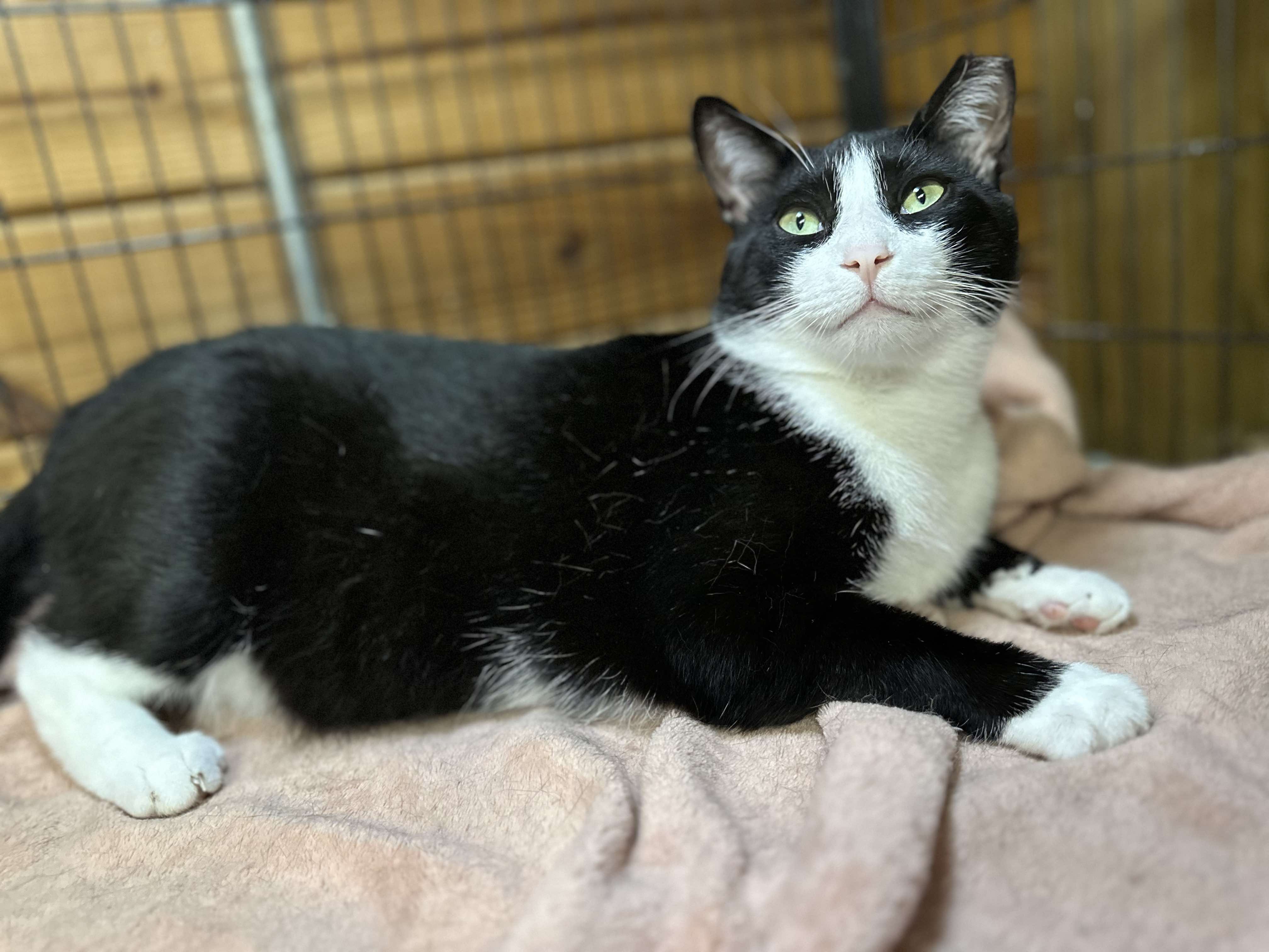 Beau, Adopted, Adult Male Domestic Short Hair.