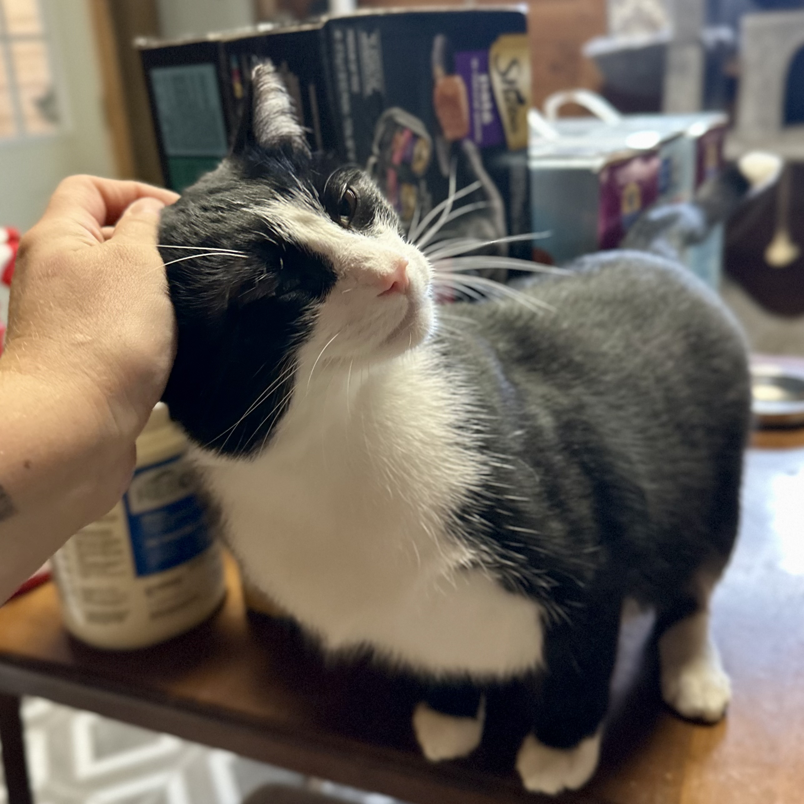 Enlarge Beau, a Adopted Domestic Short Hair in Lincoln University, PA image 6/6