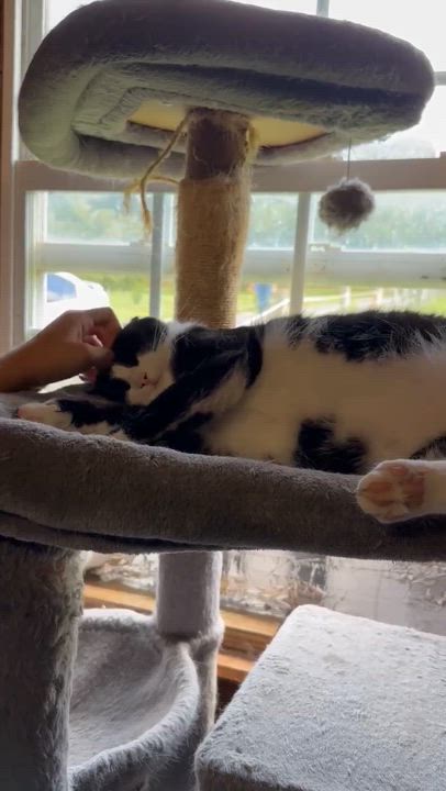 Enlarge Beau, a Adopted Domestic Short Hair in Lincoln University, PA video 3/6