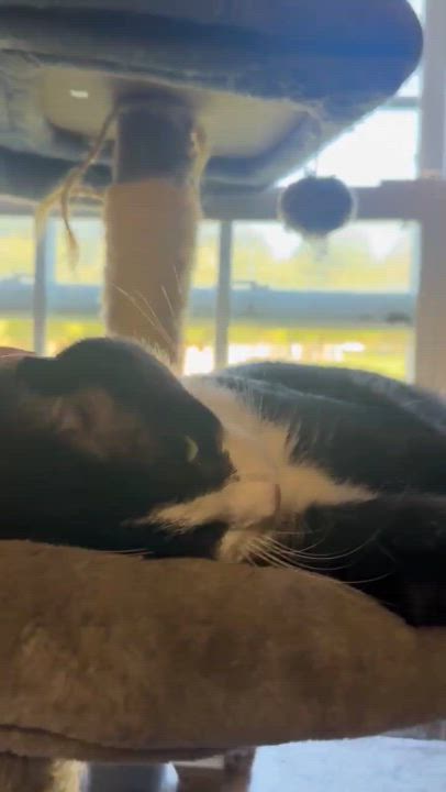 Enlarge Beau, a Adopted Domestic Short Hair in Lincoln University, PA video 5/6