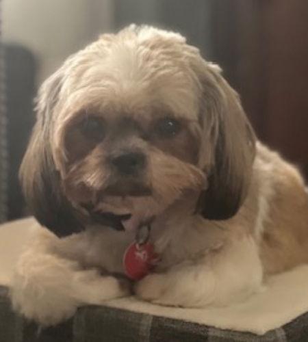 Olive, Adopted, Adult Female Shih Tzu.