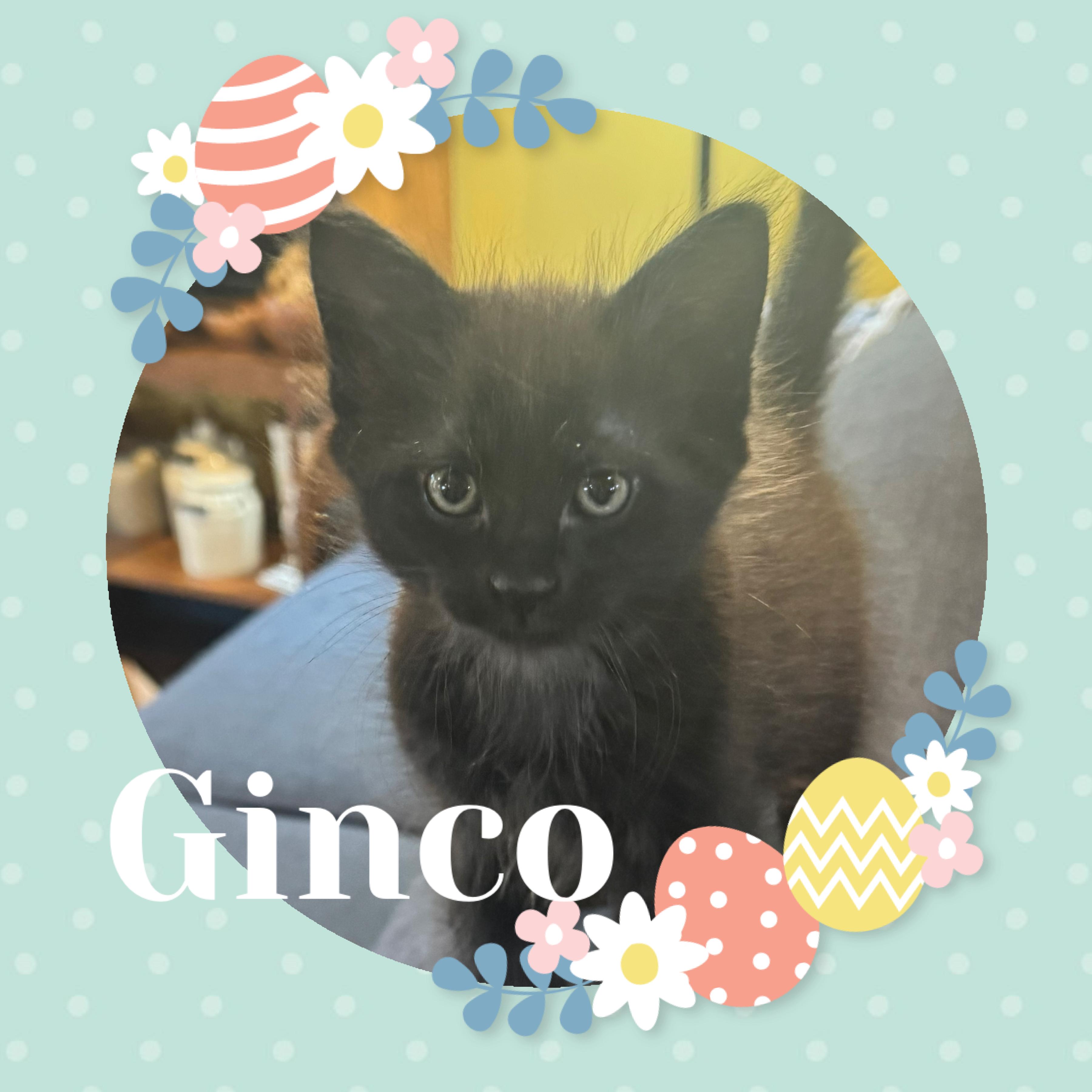 Enlarge Ginco, a ADOPTABLE Domestic Short Hair in Pasco, WA image 2/3