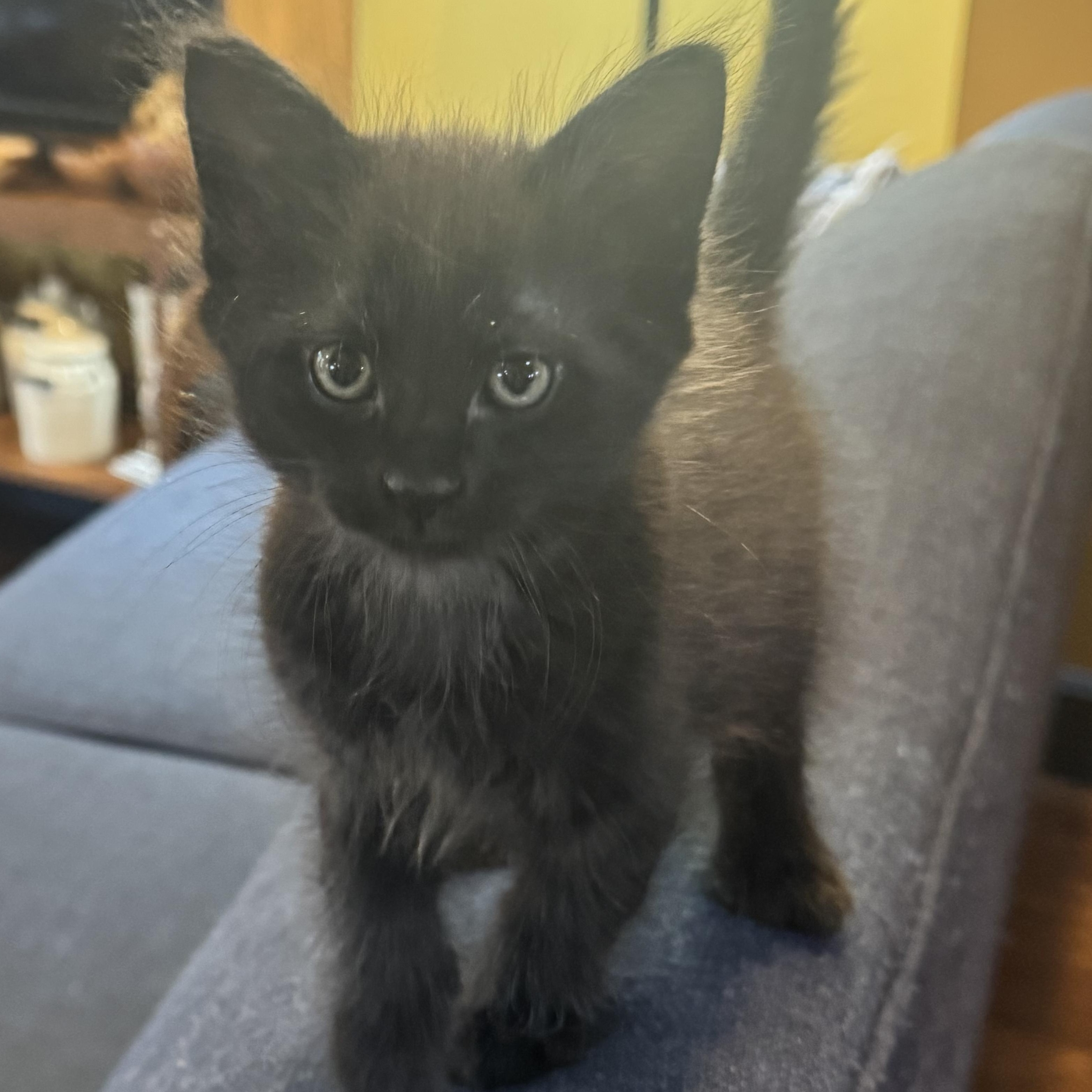 Ginco, ADOPTABLE, Kitten Female Domestic Short Hair.