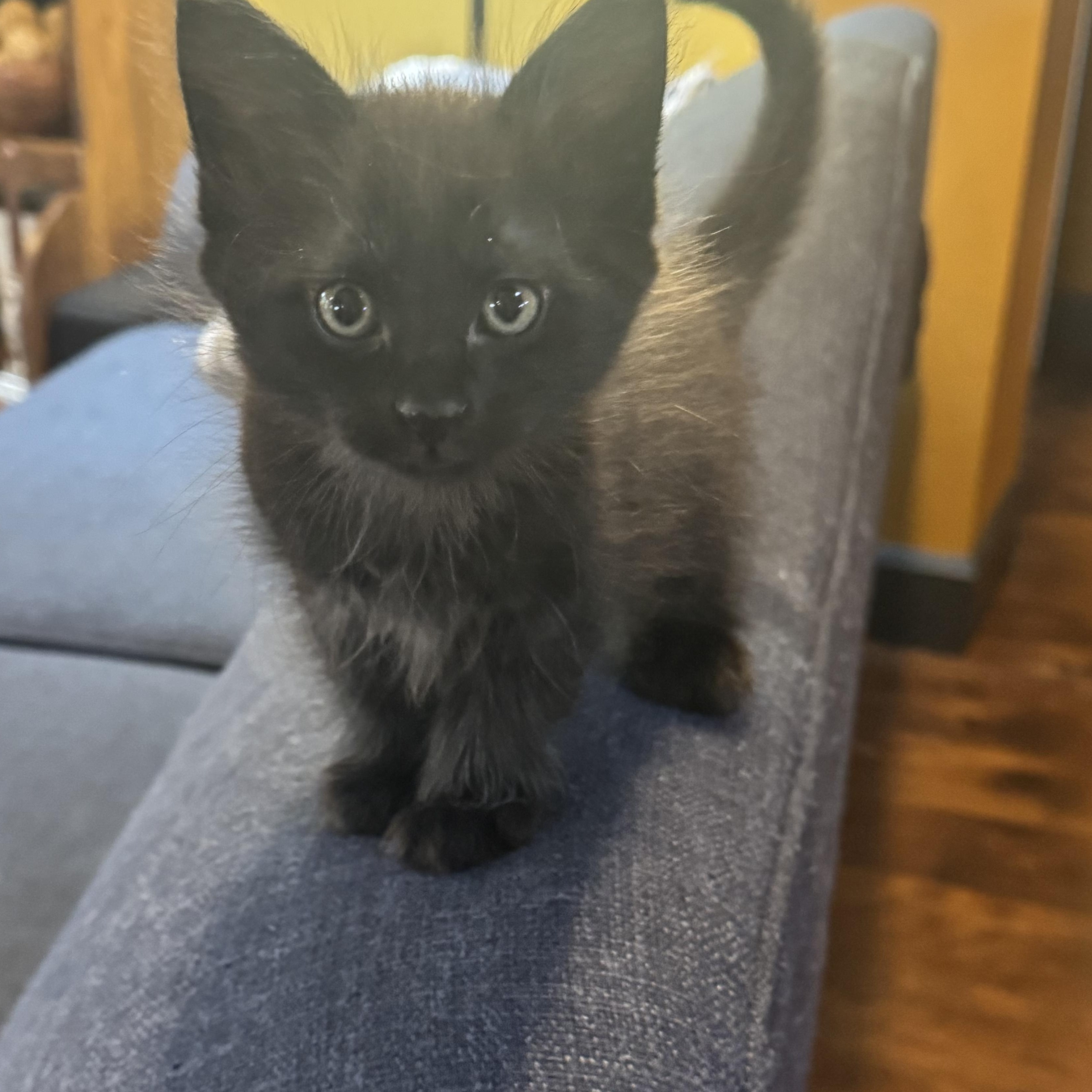 Enlarge Ginco, a ADOPTABLE Domestic Short Hair in Pasco, WA image 3/3