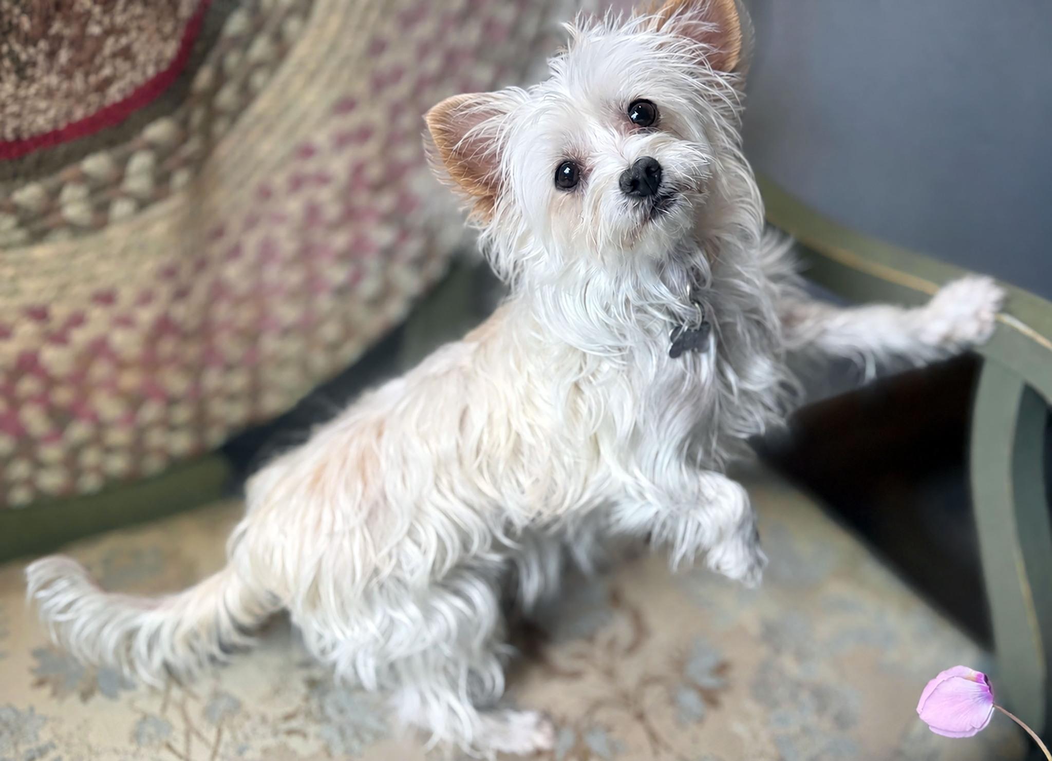 MEEKA, ADOPTABLE, Adult Female Terrier.