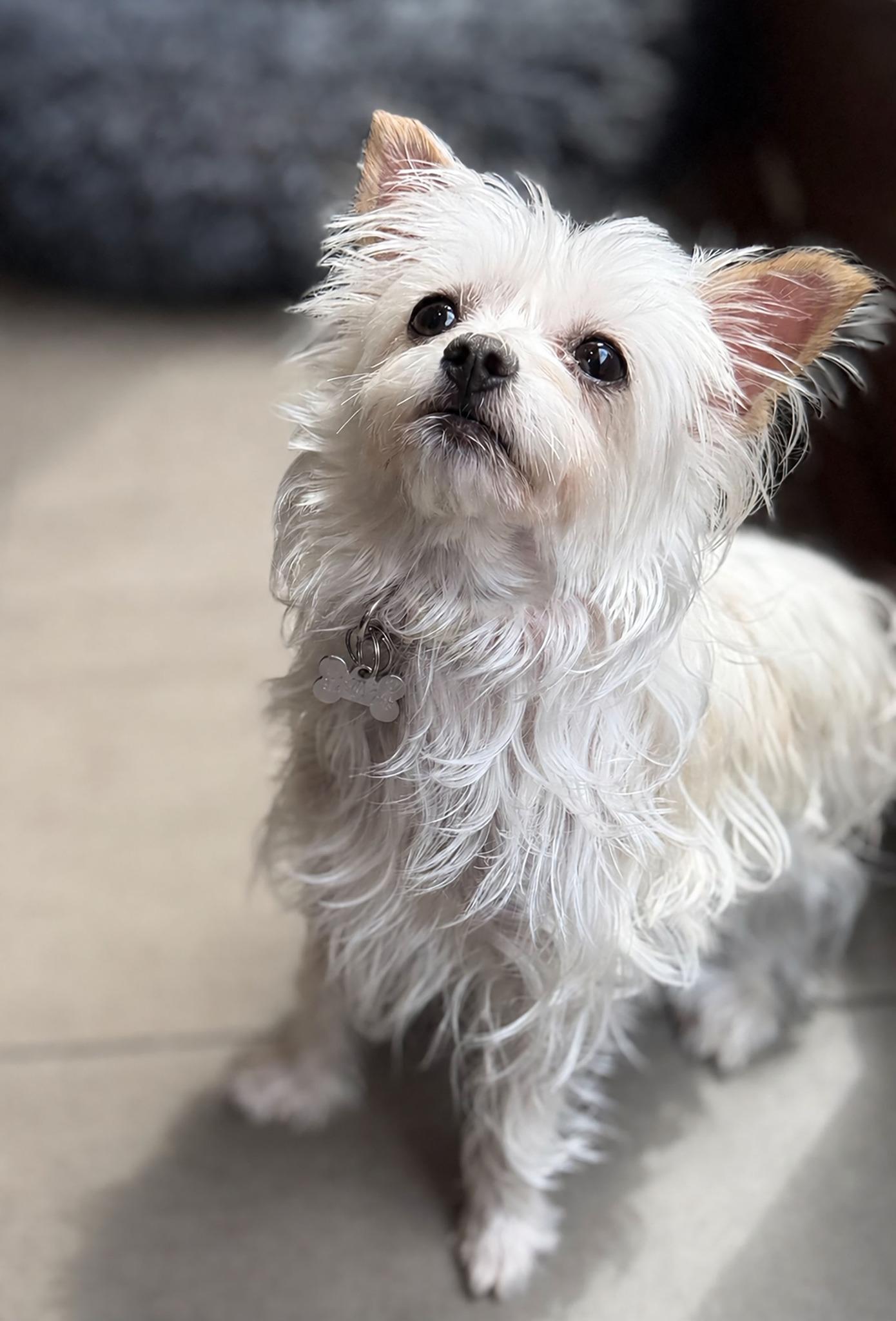 Enlarge MEEKA, a ADOPTABLE Terrier in Montreal, QC image 4/4