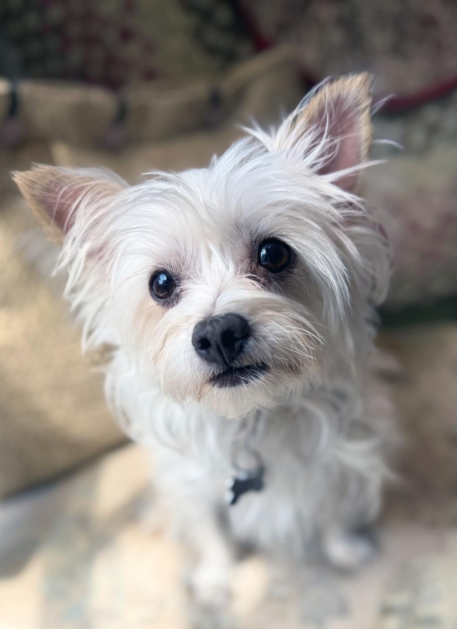 Enlarge MEEKA, a ADOPTABLE Terrier in Montreal, QC image 3/4