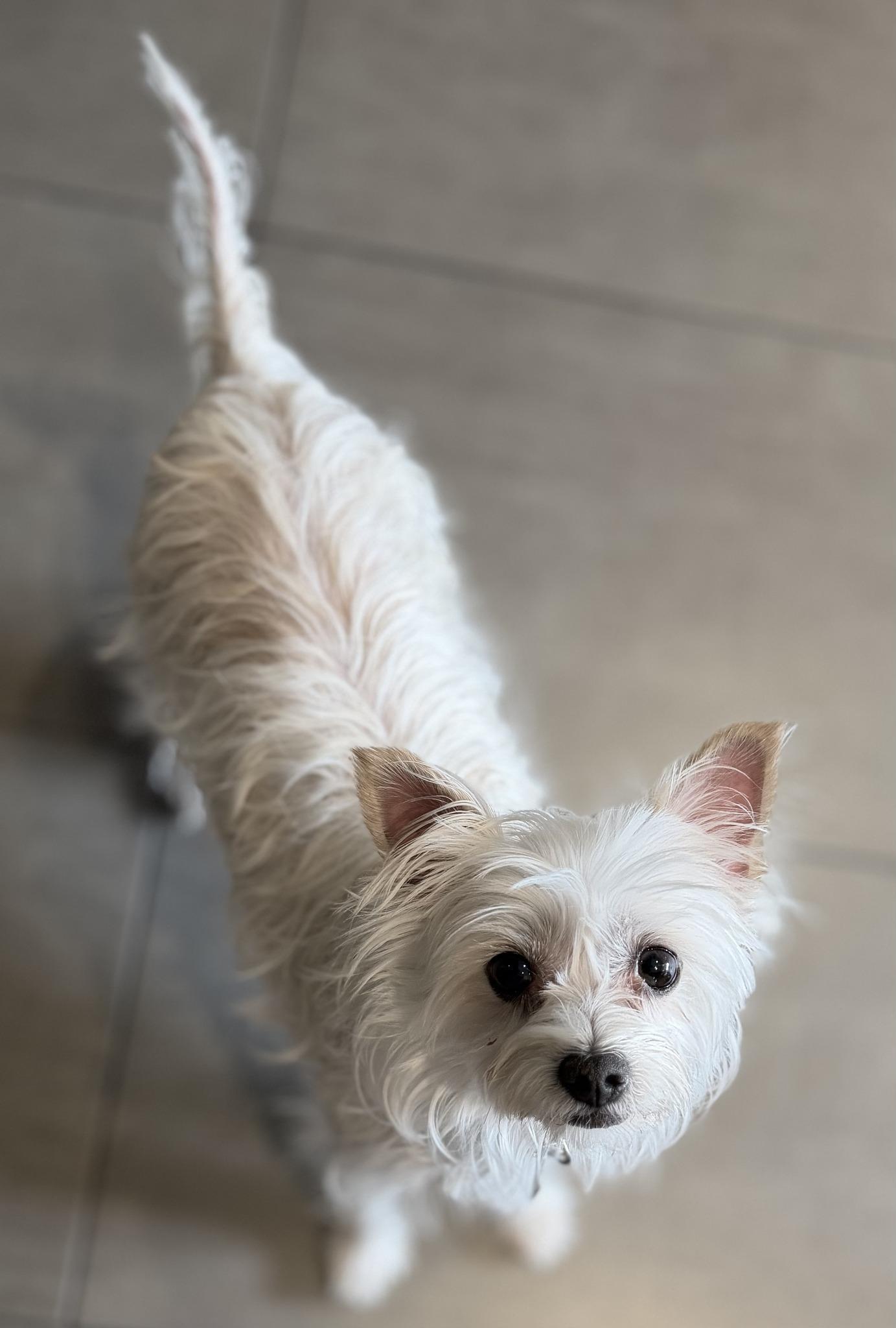 Enlarge MEEKA, a ADOPTABLE Terrier in Montreal, QC image 2/4