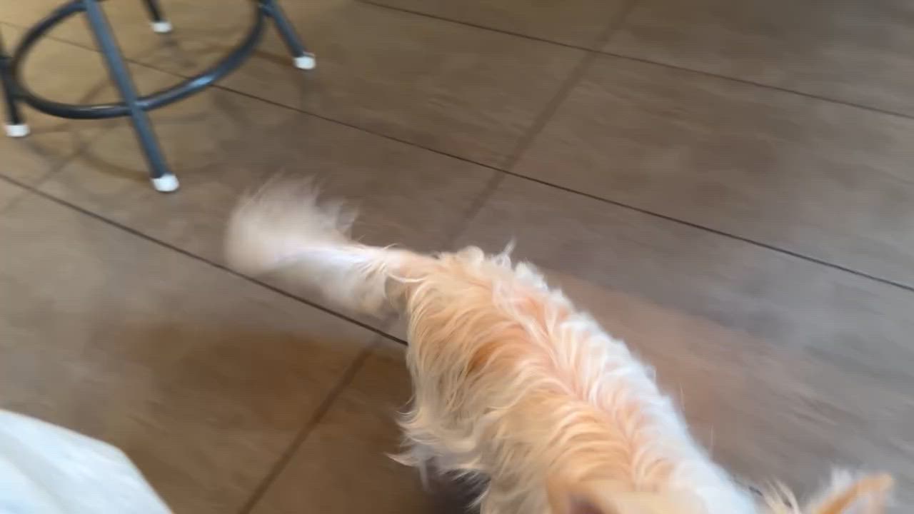 Enlarge MEEKA, a ADOPTABLE Terrier in Montreal, QC video 2/5