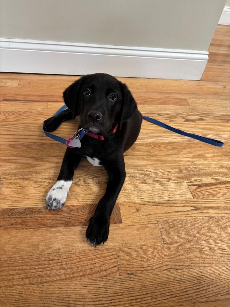 Enlarge Foster Might Adopt - Ike, a Adopted mixed breed in Havertown, PA image 3/6