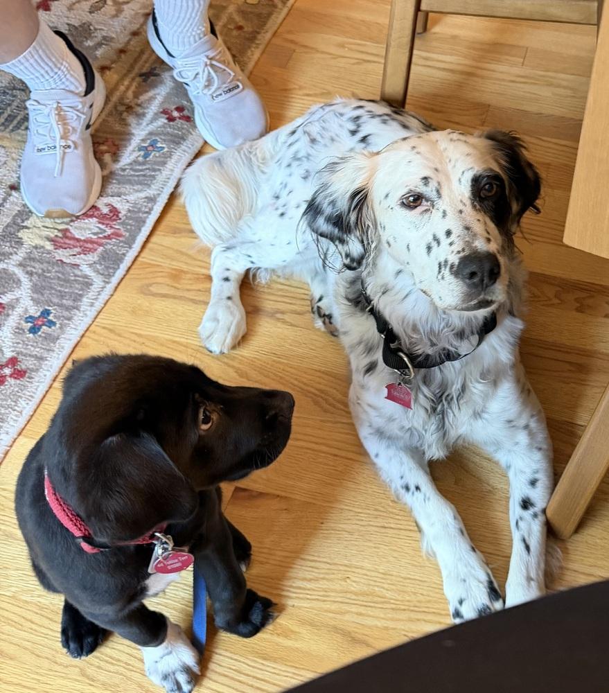 Enlarge Foster Might Adopt - Ike, a Adopted mixed breed in Havertown, PA image 5/6