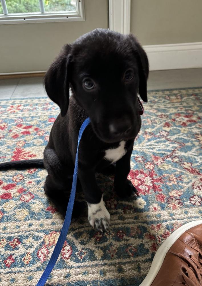 Enlarge Foster Might Adopt - Ike, a Adopted mixed breed in Havertown, PA image 6/6