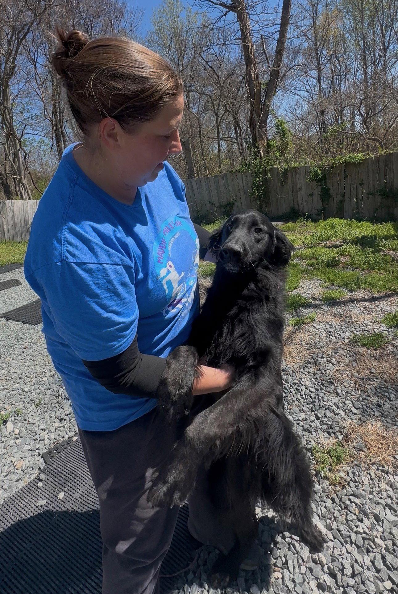 Enlarge Jakey, a Adopted mixed breed in Thomasville, NC image 1/3