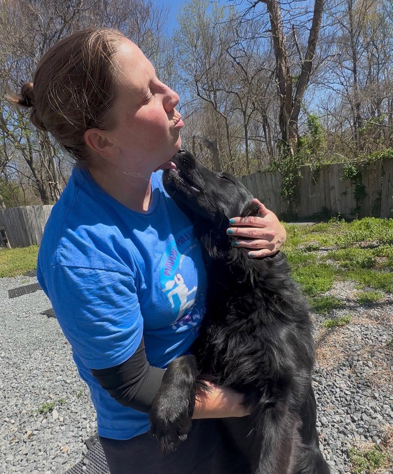 Jakey, Adopted, Young Male German Shepherd Dog & Golden Retriever.