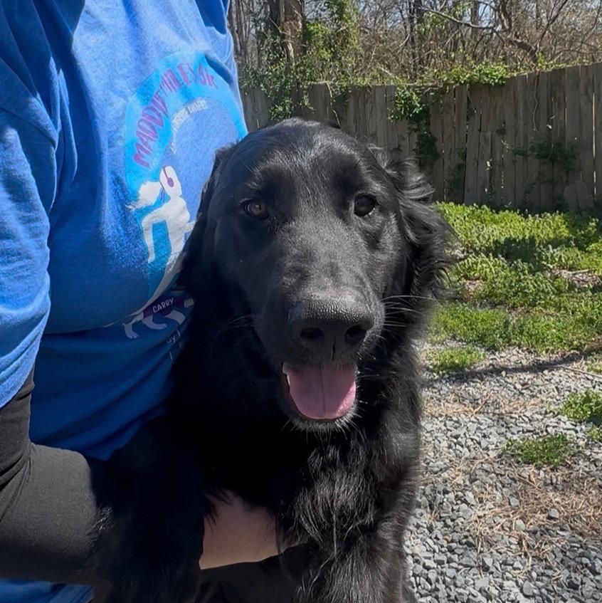 Enlarge Jakey, a Adopted mixed breed in Thomasville, NC image 3/3