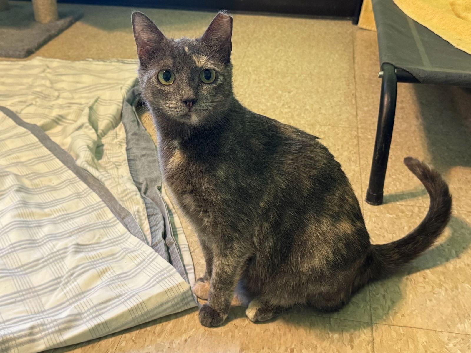 Marinia, a Adoptable Dilute Tortoiseshell in Hopewell, VA image 2/3
