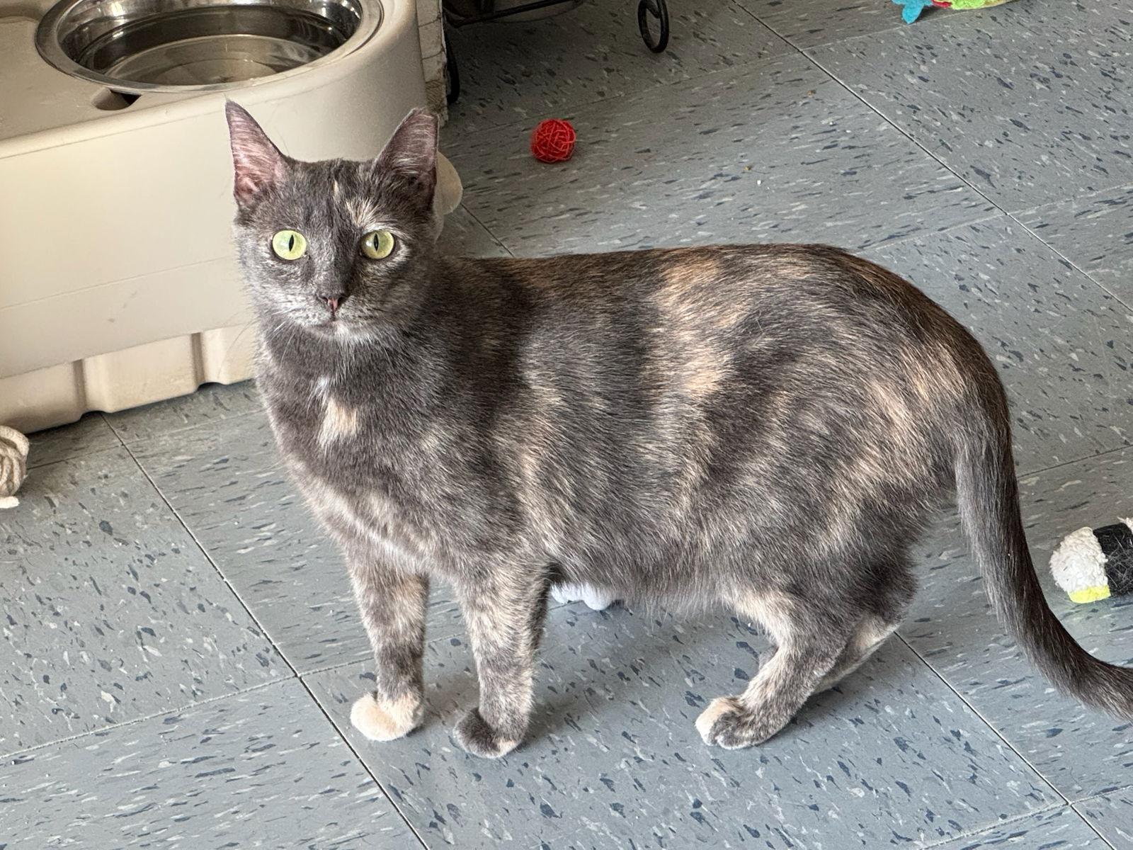 Marinia, a Adoptable Dilute Tortoiseshell in Hopewell, VA image 1/3