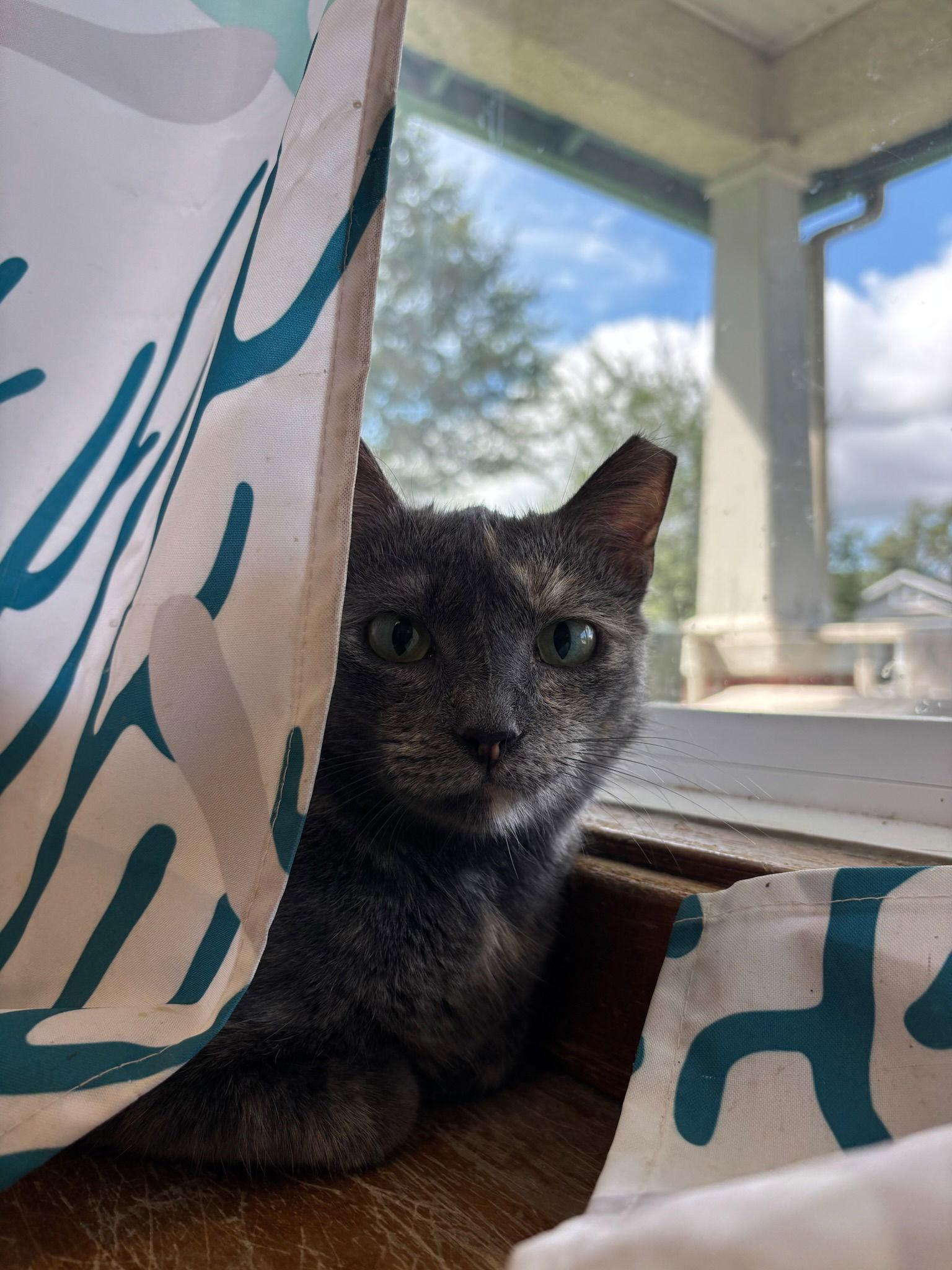 Marinia, a Adoptable Dilute Tortoiseshell in Hopewell, VA image 3/3