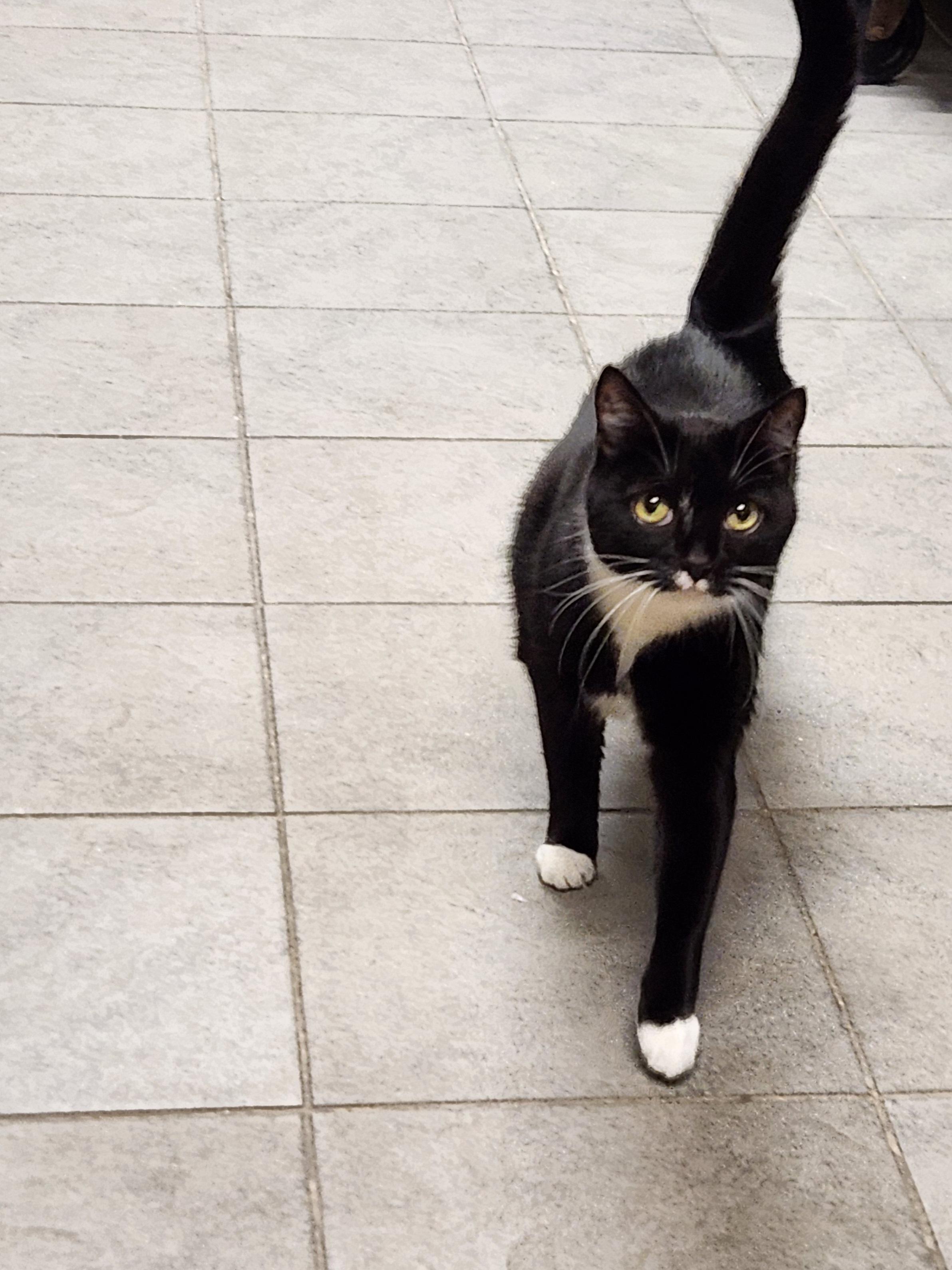 Gigi, Adoptable, Adult Female Domestic Short Hair.