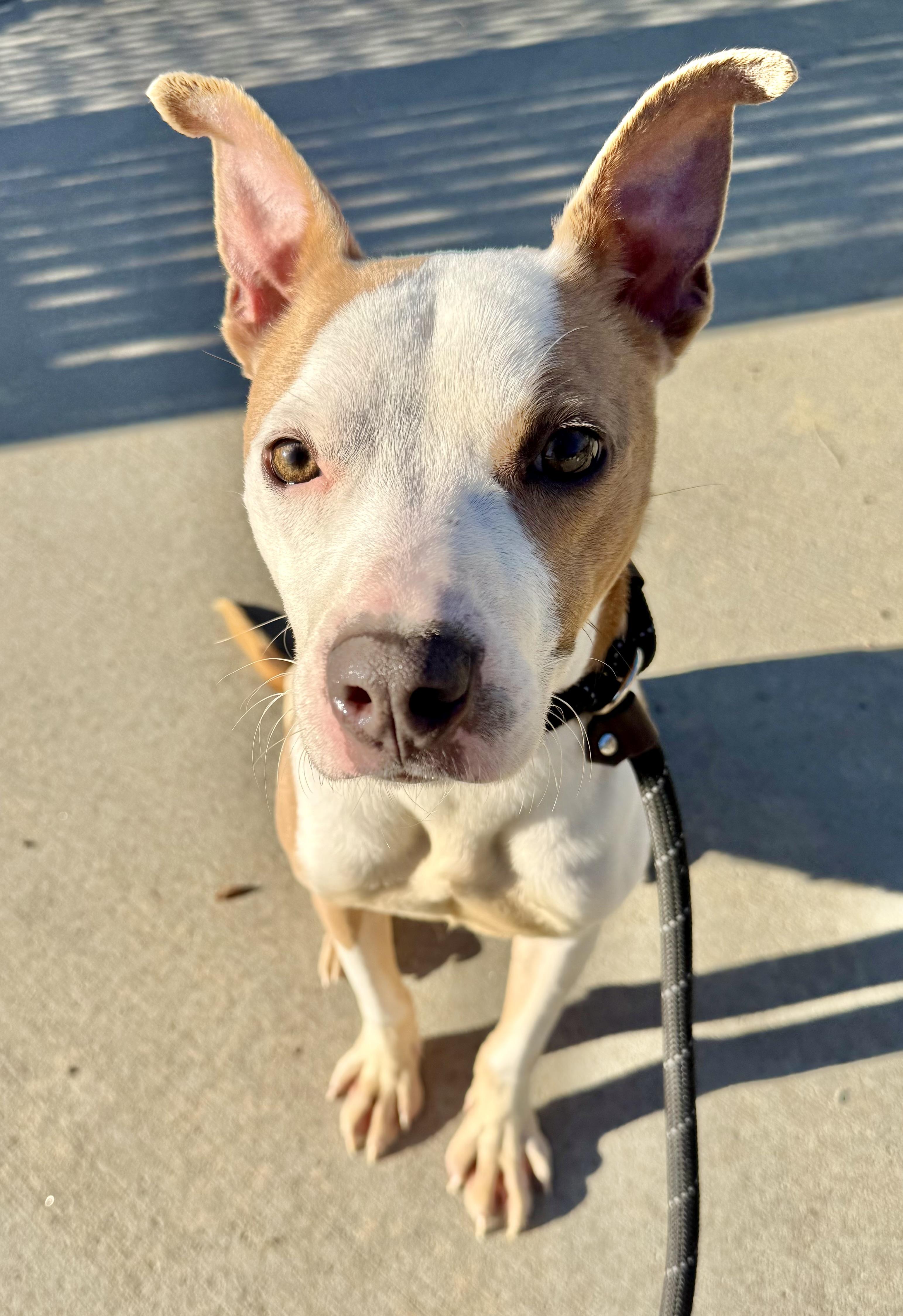 Enlarge Natalia , a ADOPTABLE mixed breed in Lancaster, SC image 1/4