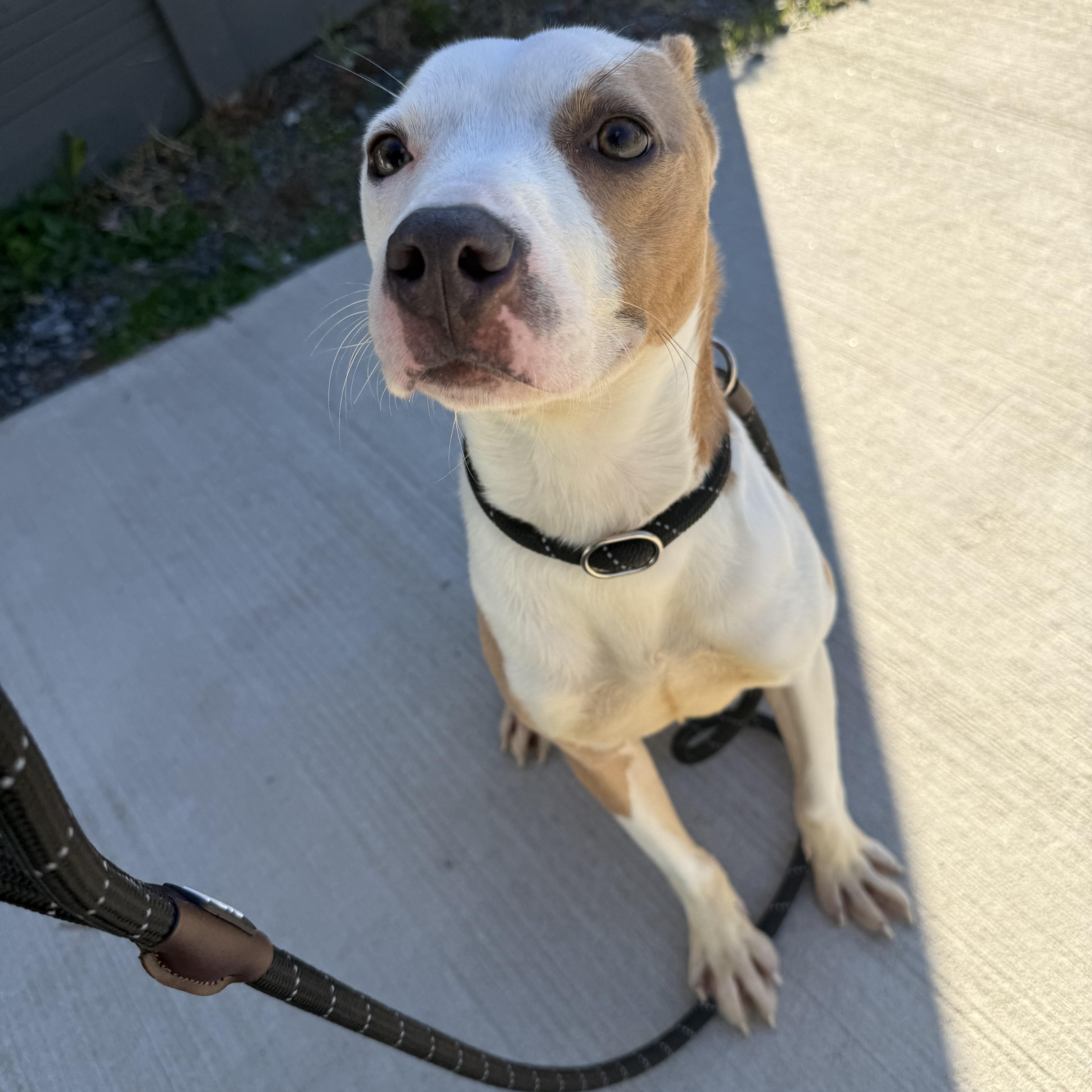 Enlarge Natalia , a ADOPTABLE mixed breed in Lancaster, SC image 4/4