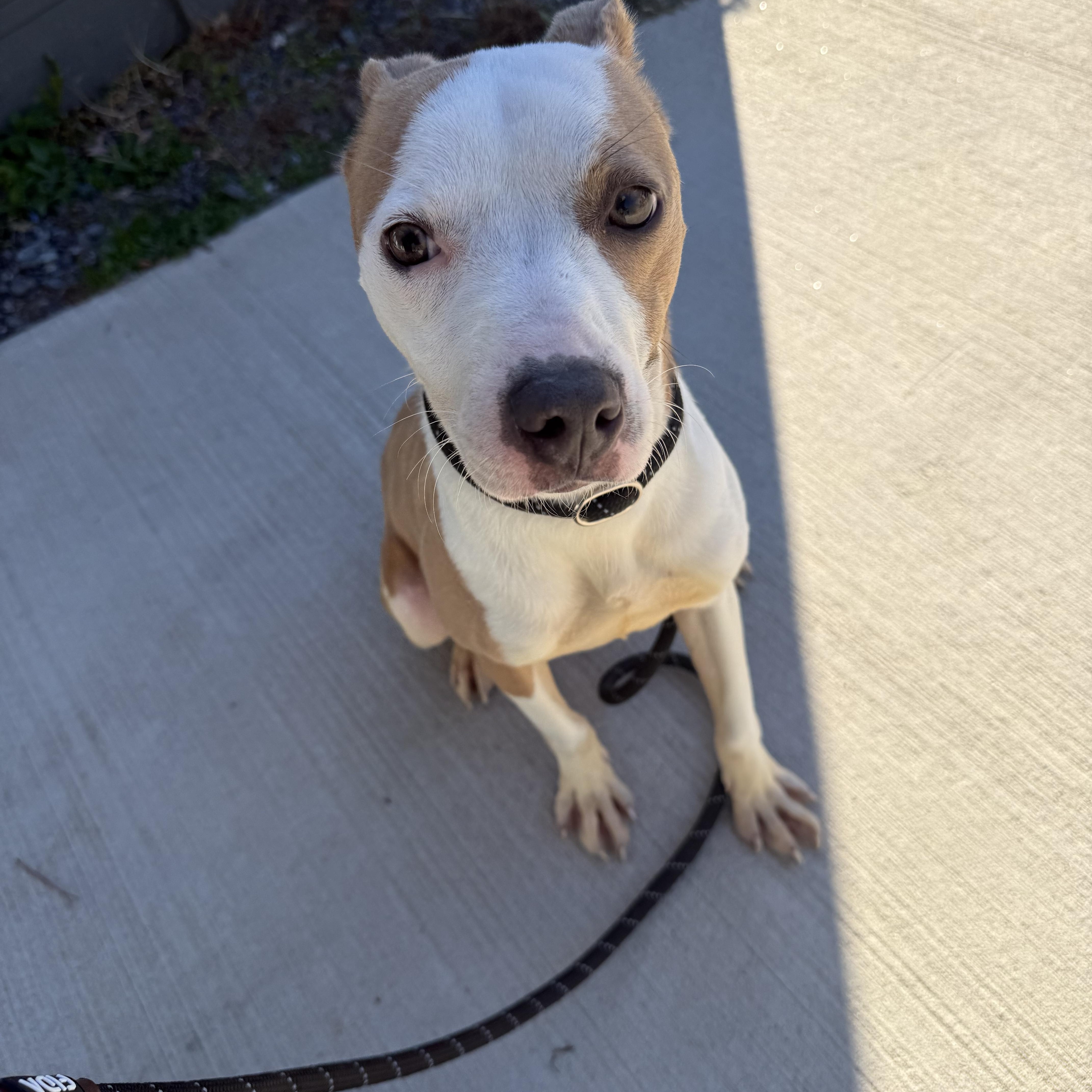 Enlarge Natalia , a ADOPTABLE mixed breed in Lancaster, SC image 3/4