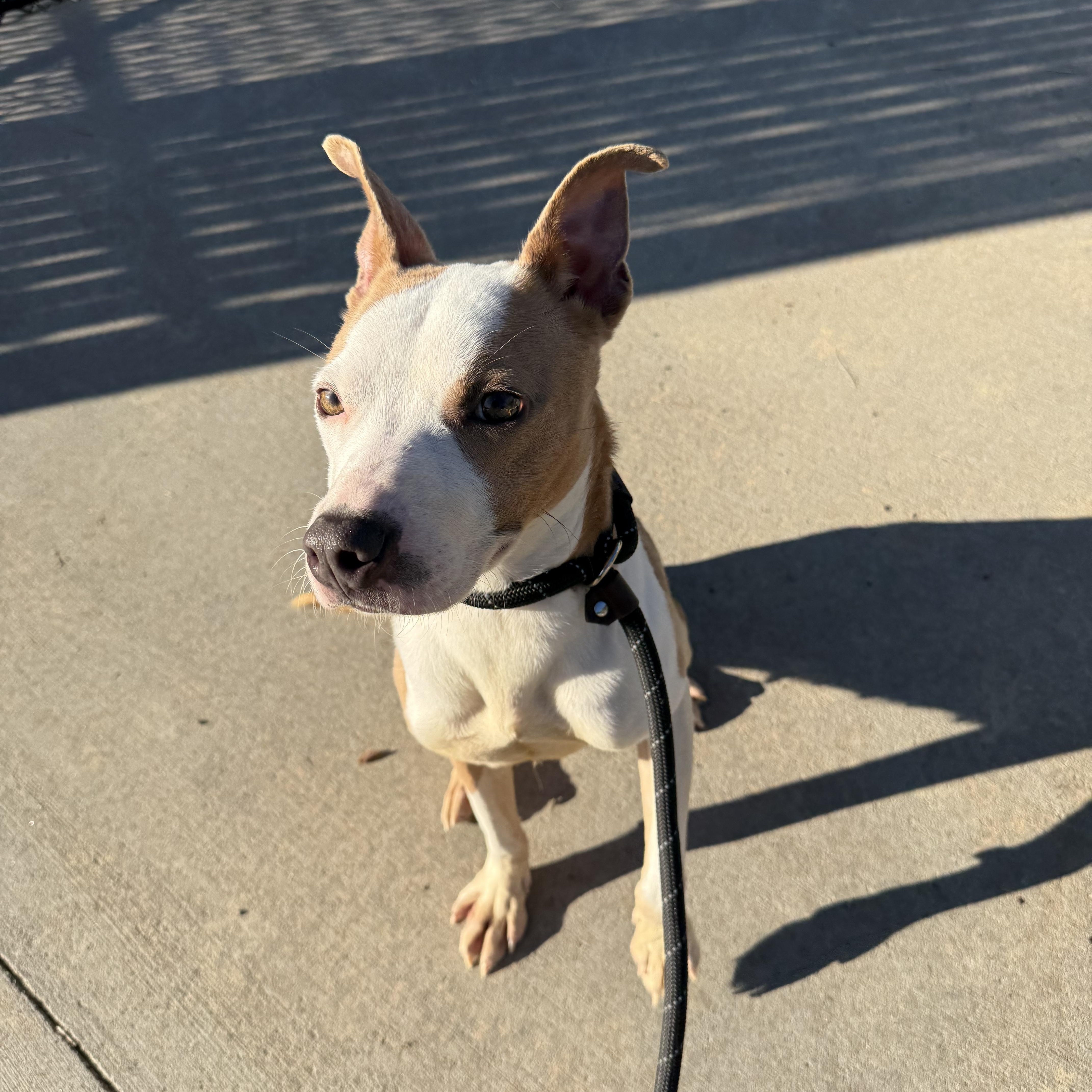 Enlarge Natalia , a ADOPTABLE mixed breed in Lancaster, SC image 2/4