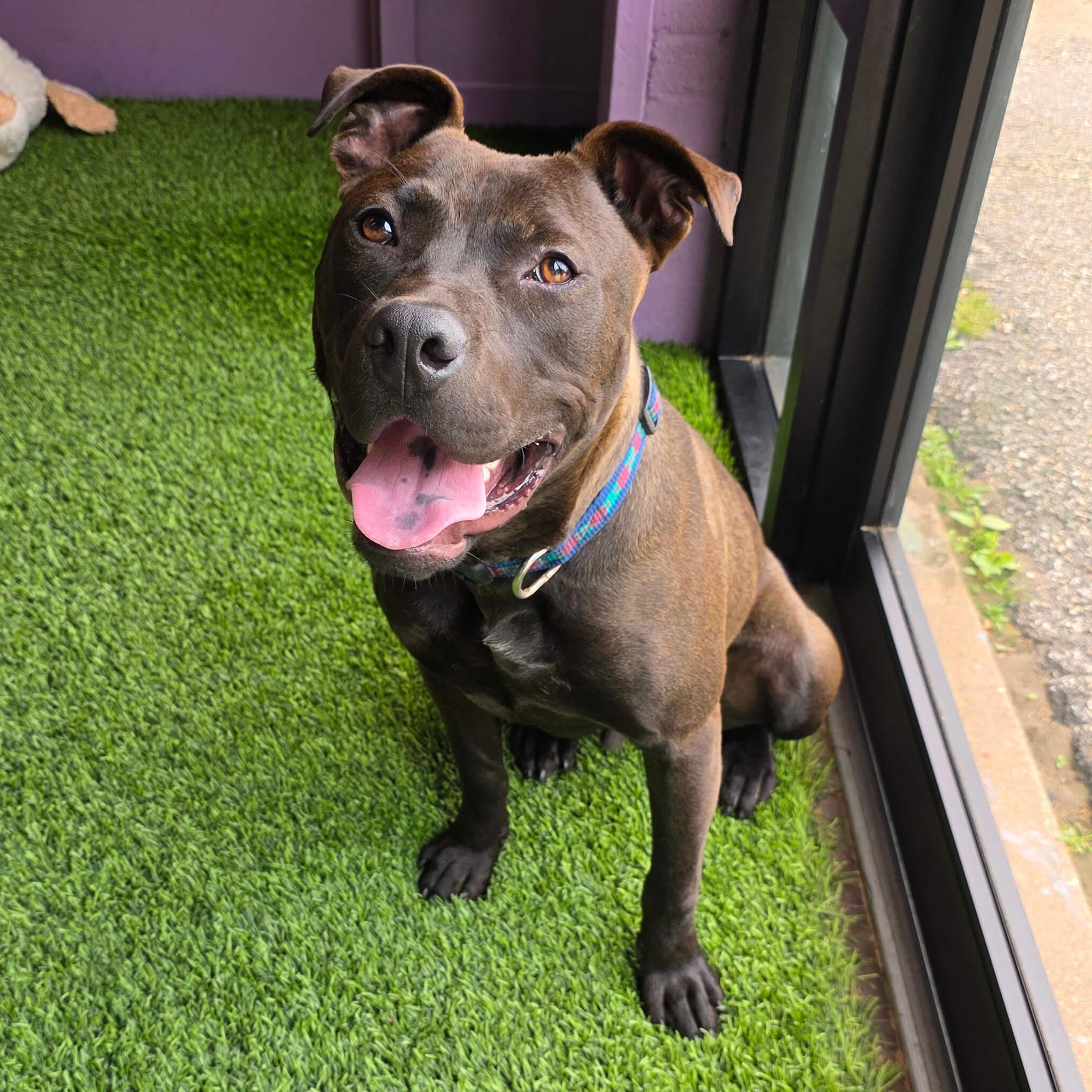 Enlarge Oliver, a Adoptable mixed breed in Cumberland, RI image 2/6