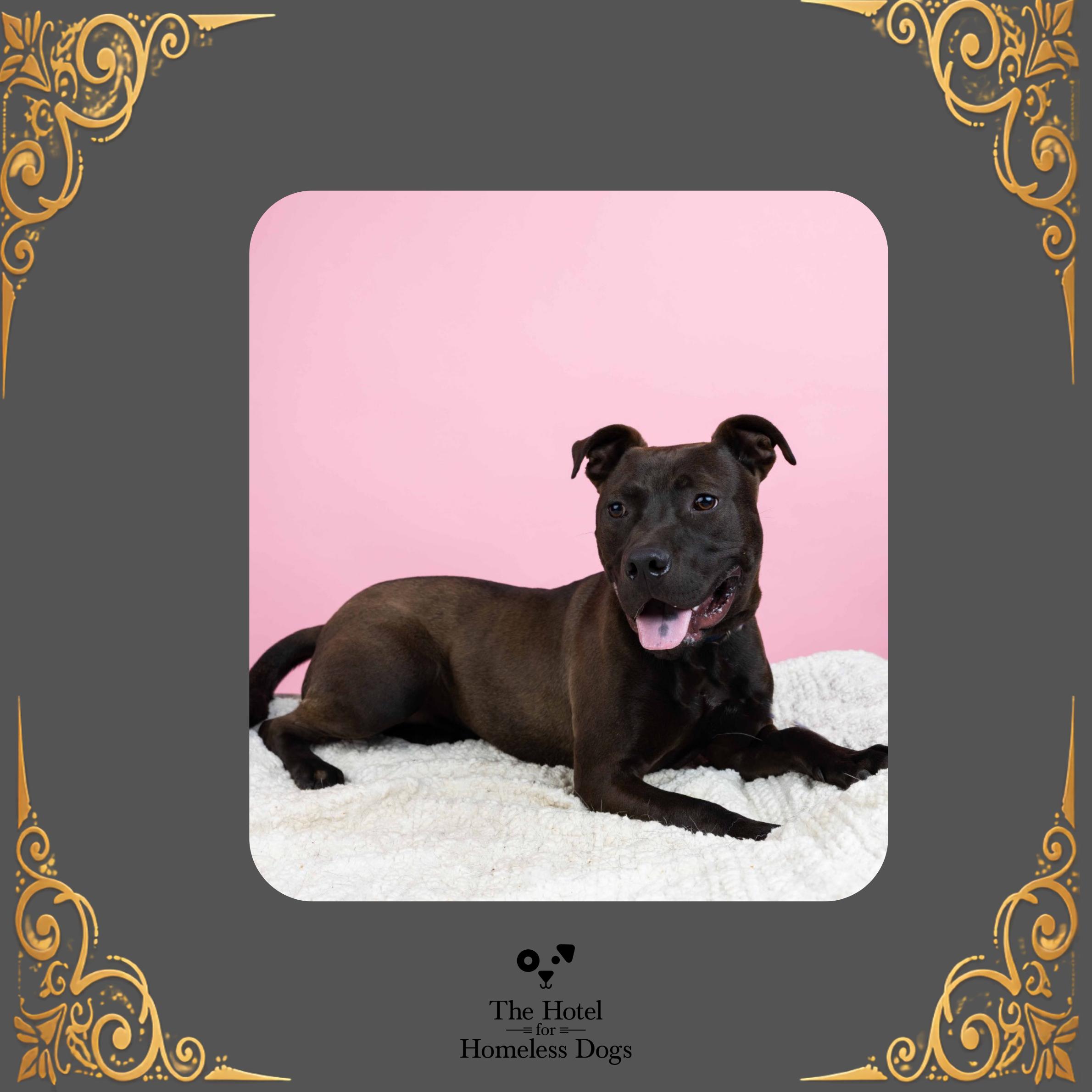 Oliver, Adoptable, Adult Male American Staffordshire Terrier & Labrador Retriever.