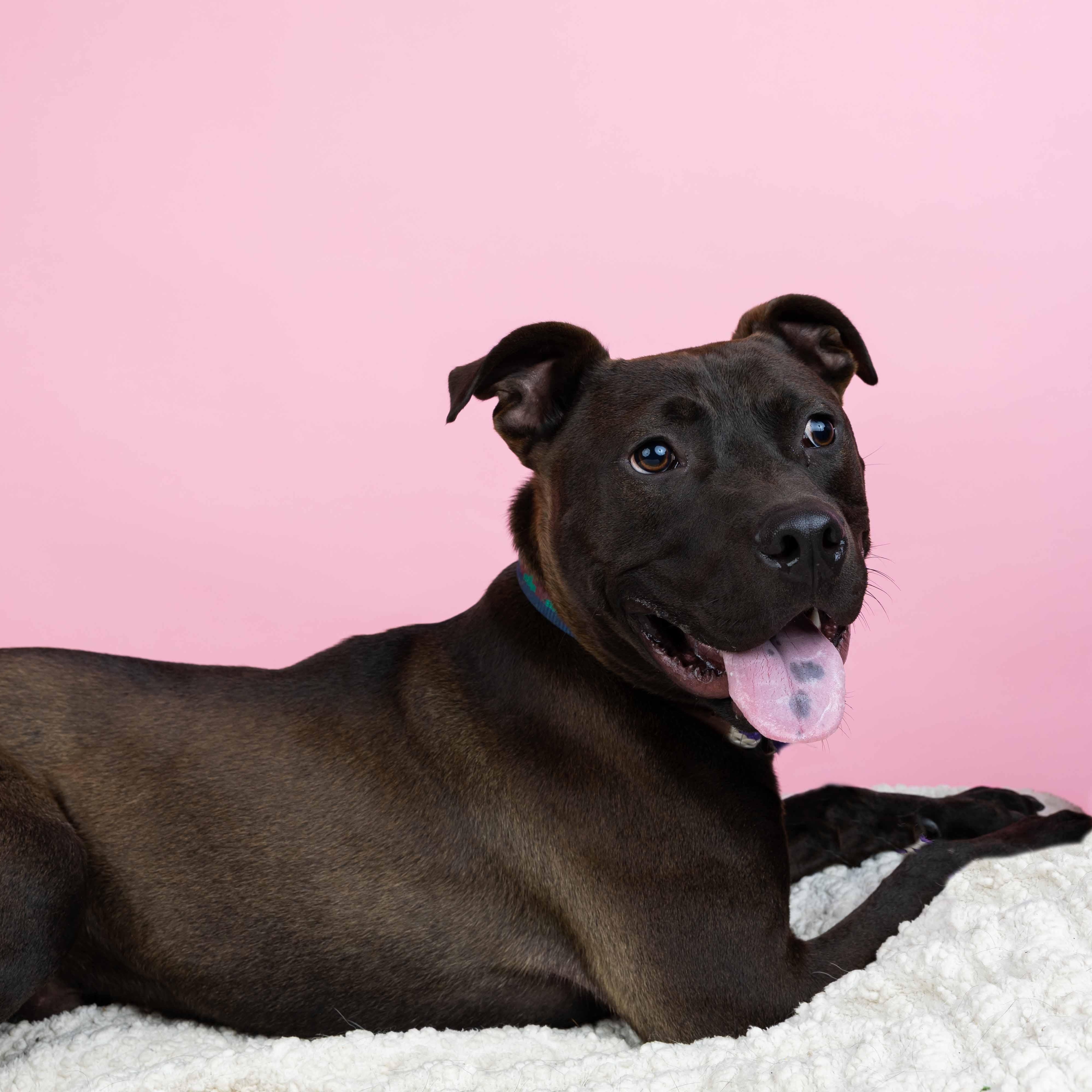 Enlarge Oliver, a Adoptable mixed breed in Cumberland, RI image 5/6