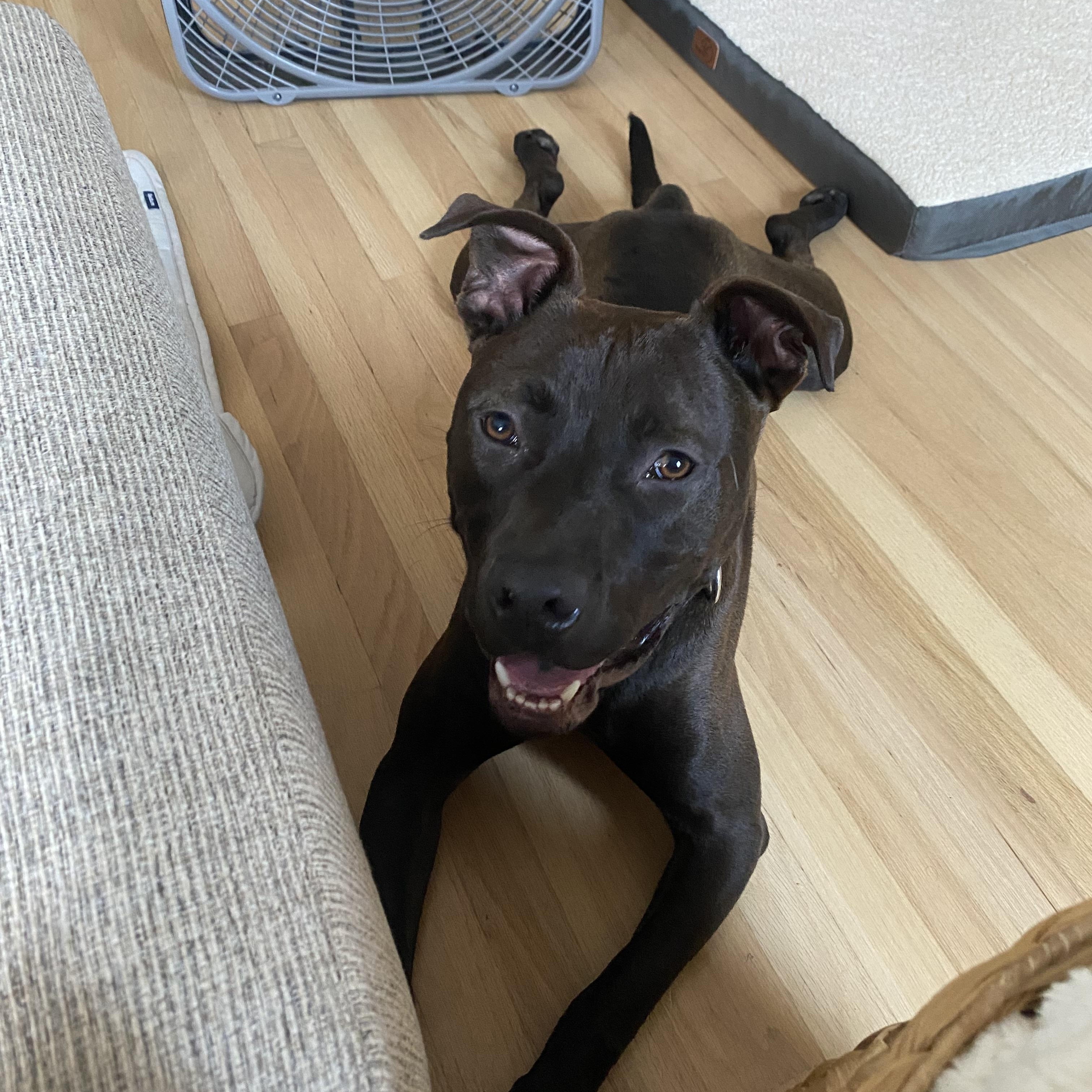 Enlarge Oliver, a Adoptable mixed breed in Cumberland, RI image 4/6