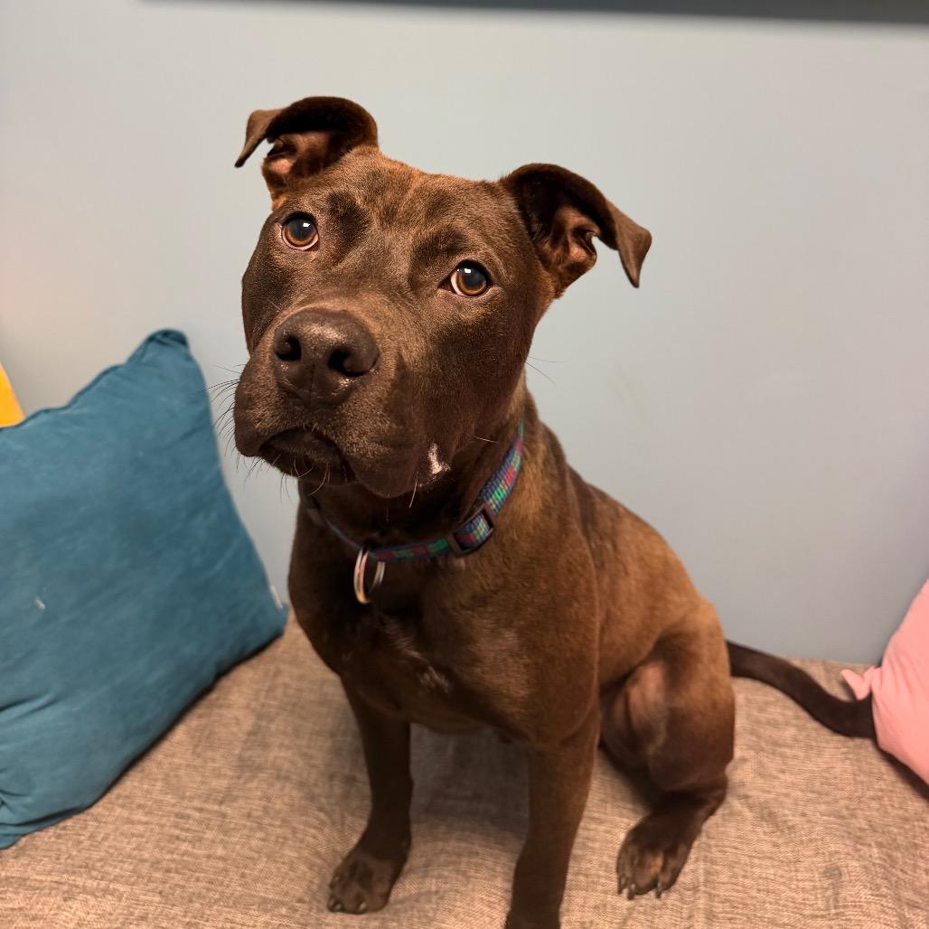 Enlarge Oliver, a Adoptable mixed breed in Cumberland, RI image 3/6