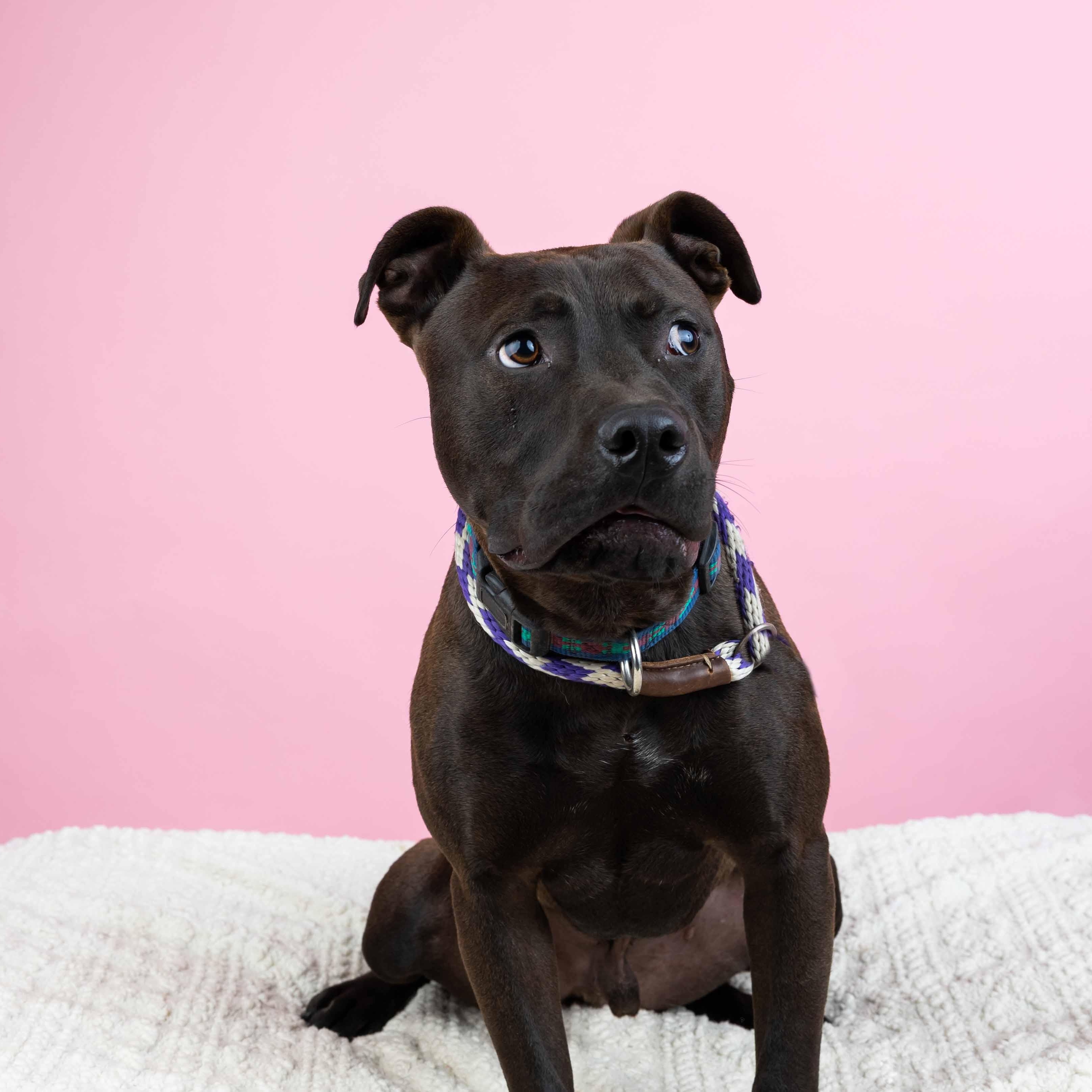 Enlarge Oliver, a Adoptable mixed breed in Cumberland, RI image 6/6