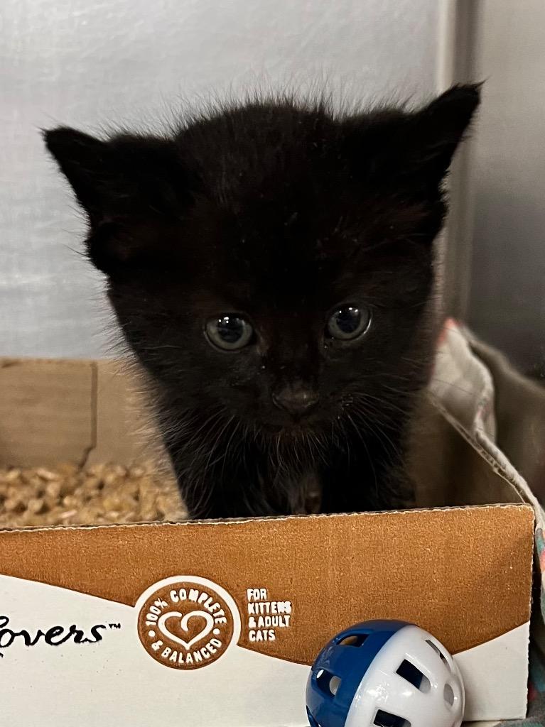 Deb, Adoptable, Kitten Female Domestic Short Hair.