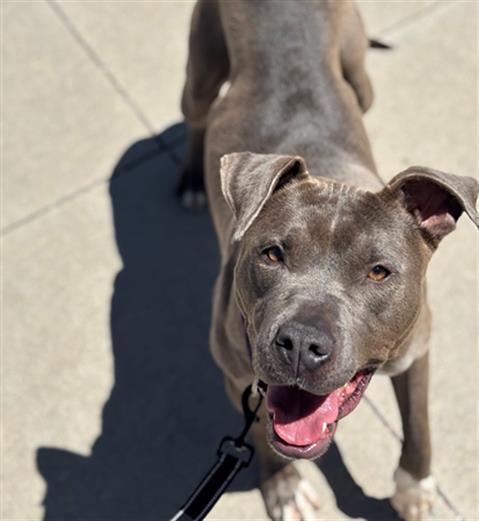 Enlarge MIPHA, a Adoptable Pit Bull Terrier in Denver, CO image 1/1