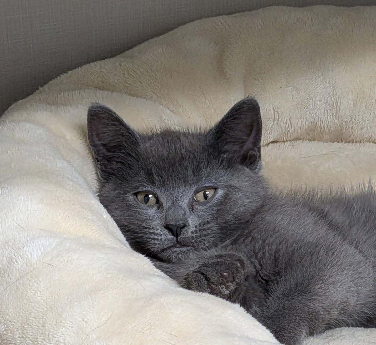 Enlarge France, an adopted Domestic Short Hair in wetaskiwin, AB image 1/1