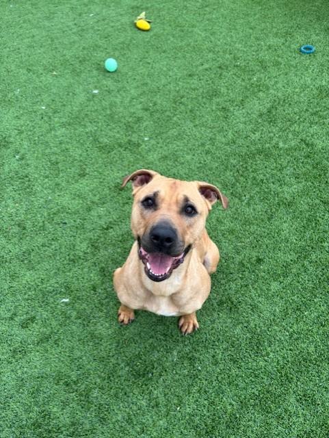 Dory, ADOPTABLE, Adult Female Shar-Pei.