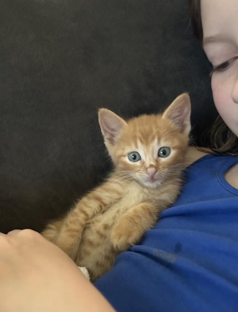 Armored Titan, Adoptable, Young Male Domestic Short Hair.