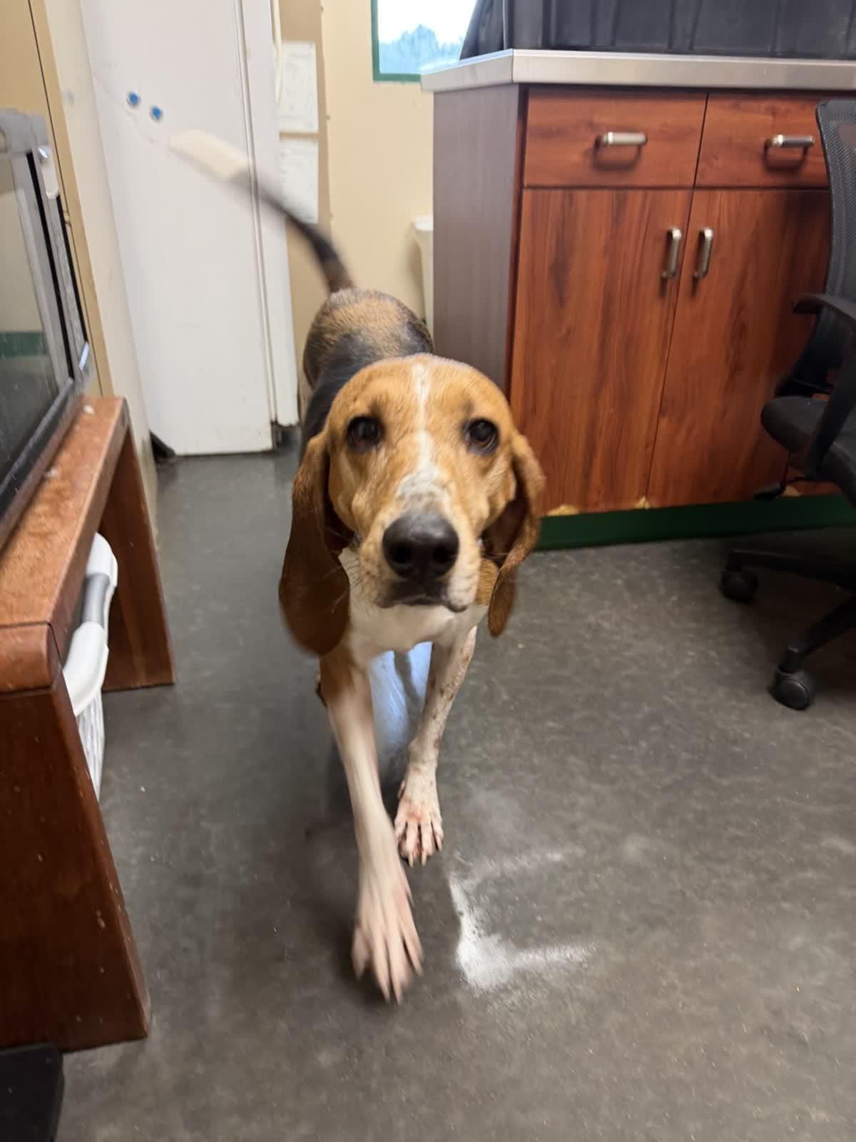 Enlarge Buddha, a Adoptable mixed breed in Springfield, MO image 2/5