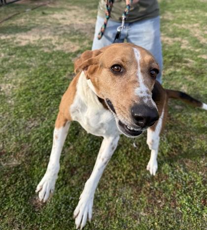 Enlarge Buddha, a Adoptable mixed breed in Springfield, MO image 5/5
