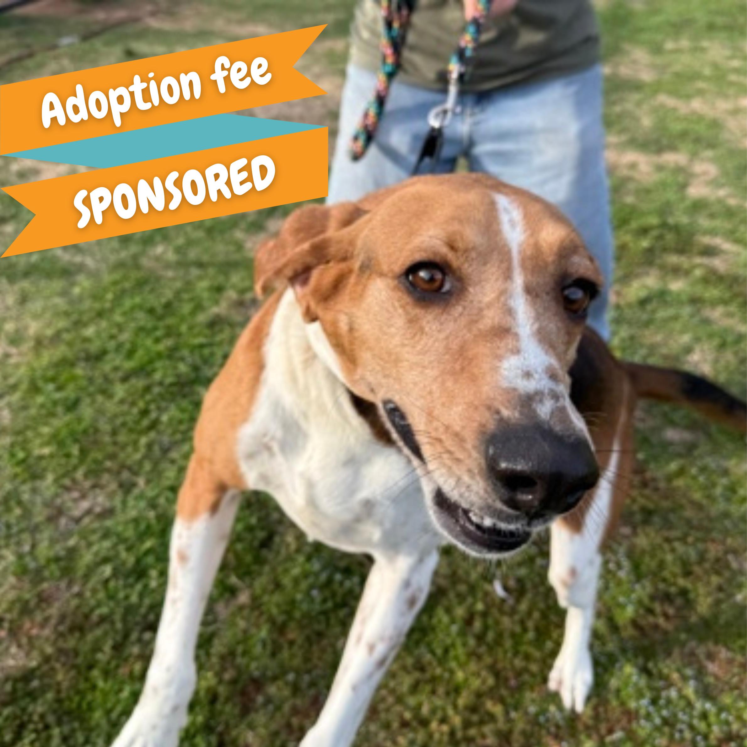 Buddha, Adoptable, Senior Male Hound & Bloodhound.